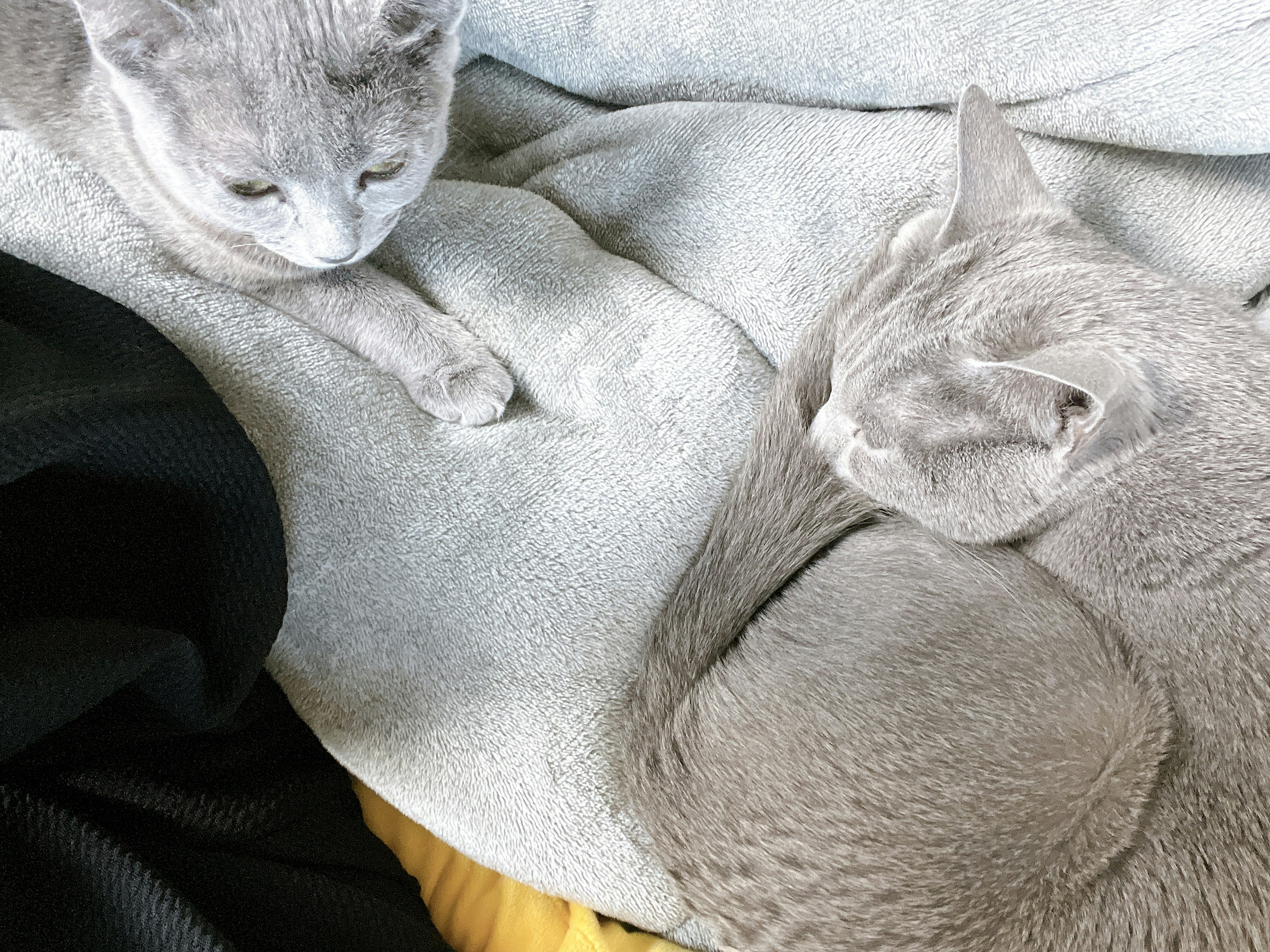 Two gray cats relaxing on a soft blanket