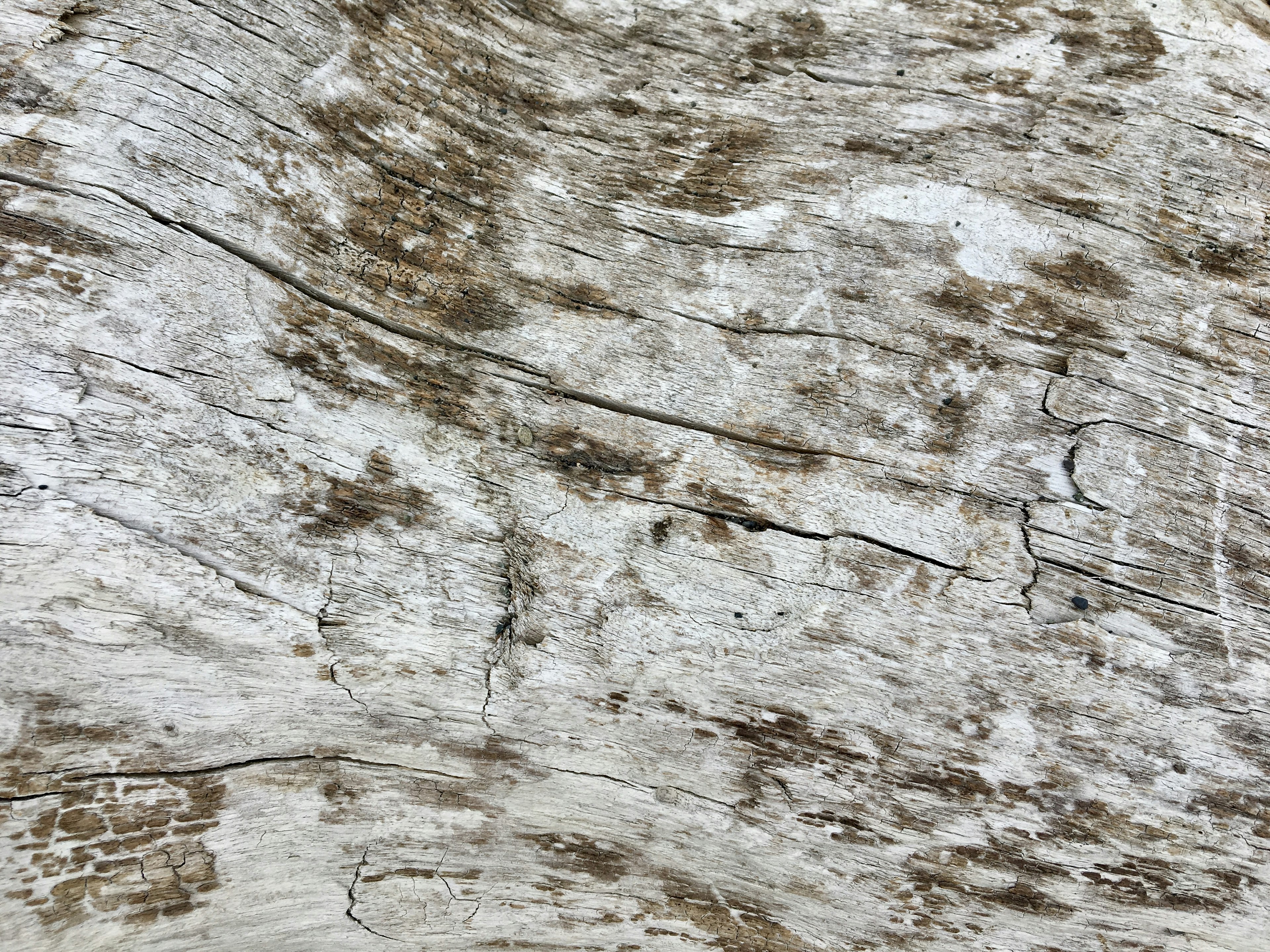 Primo piano dettagliato della texture del legno con tonalità bianche e marroni