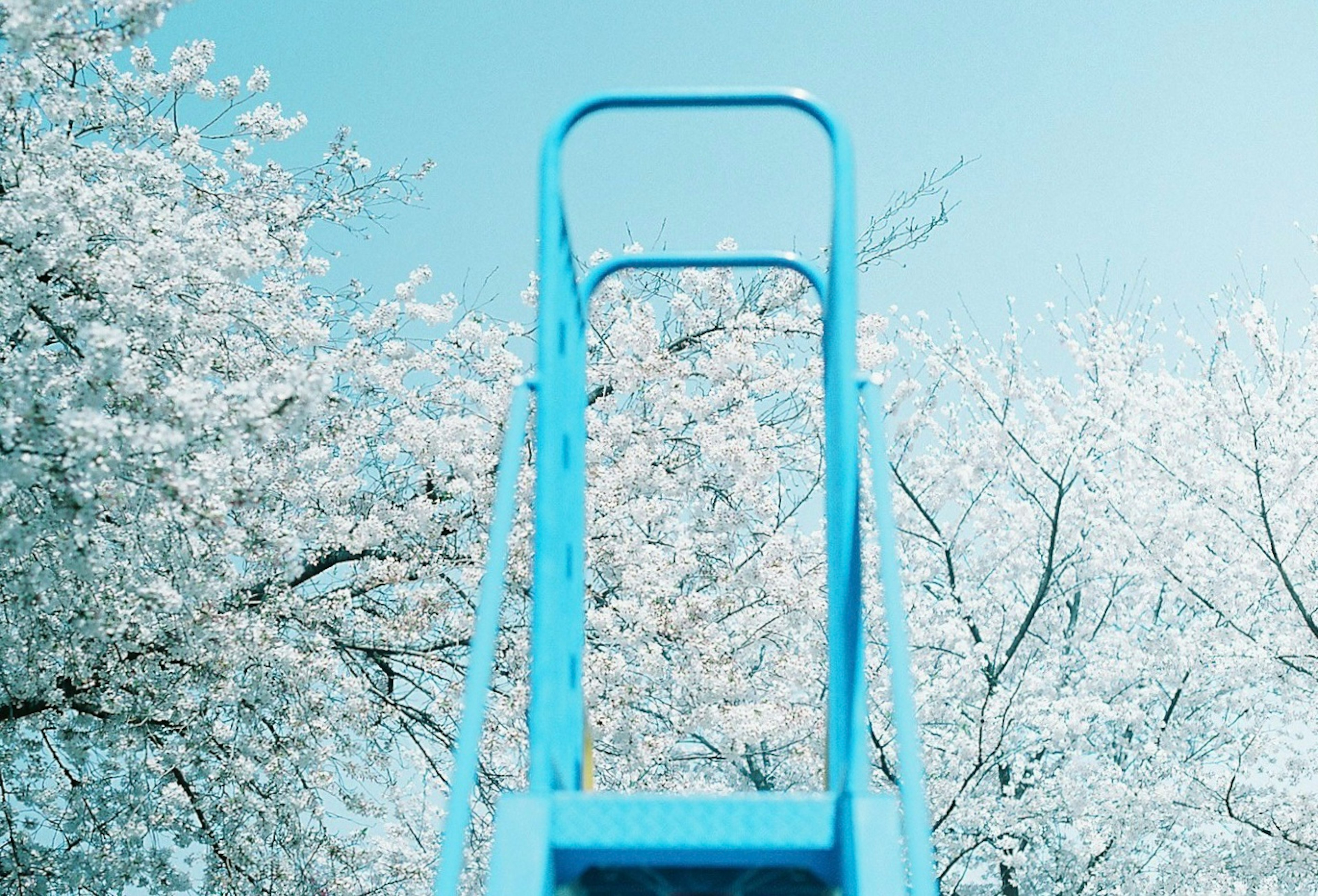 Tobogán azul con árboles de cerezo en flor de fondo