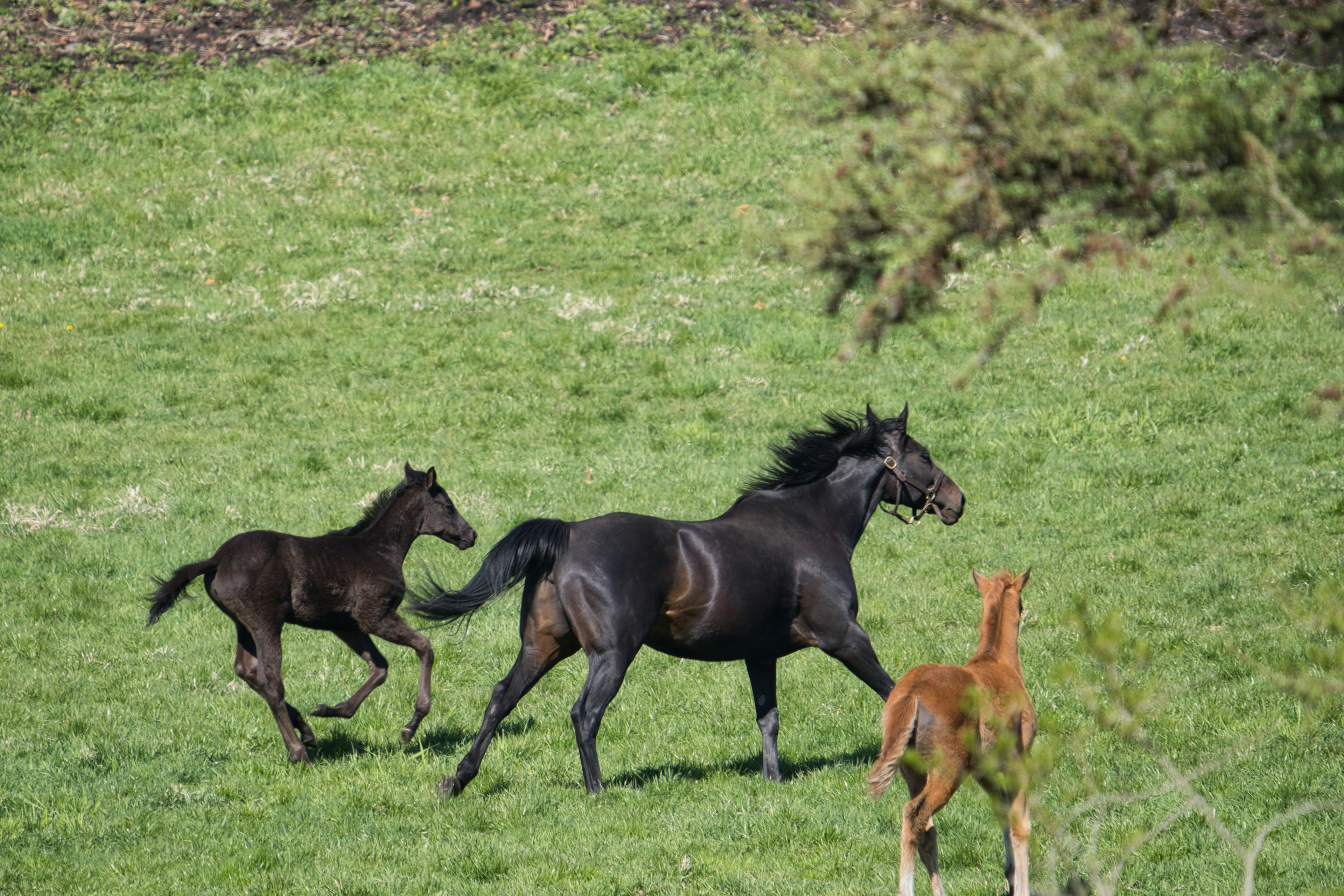 Black horse and foal running in the meadow