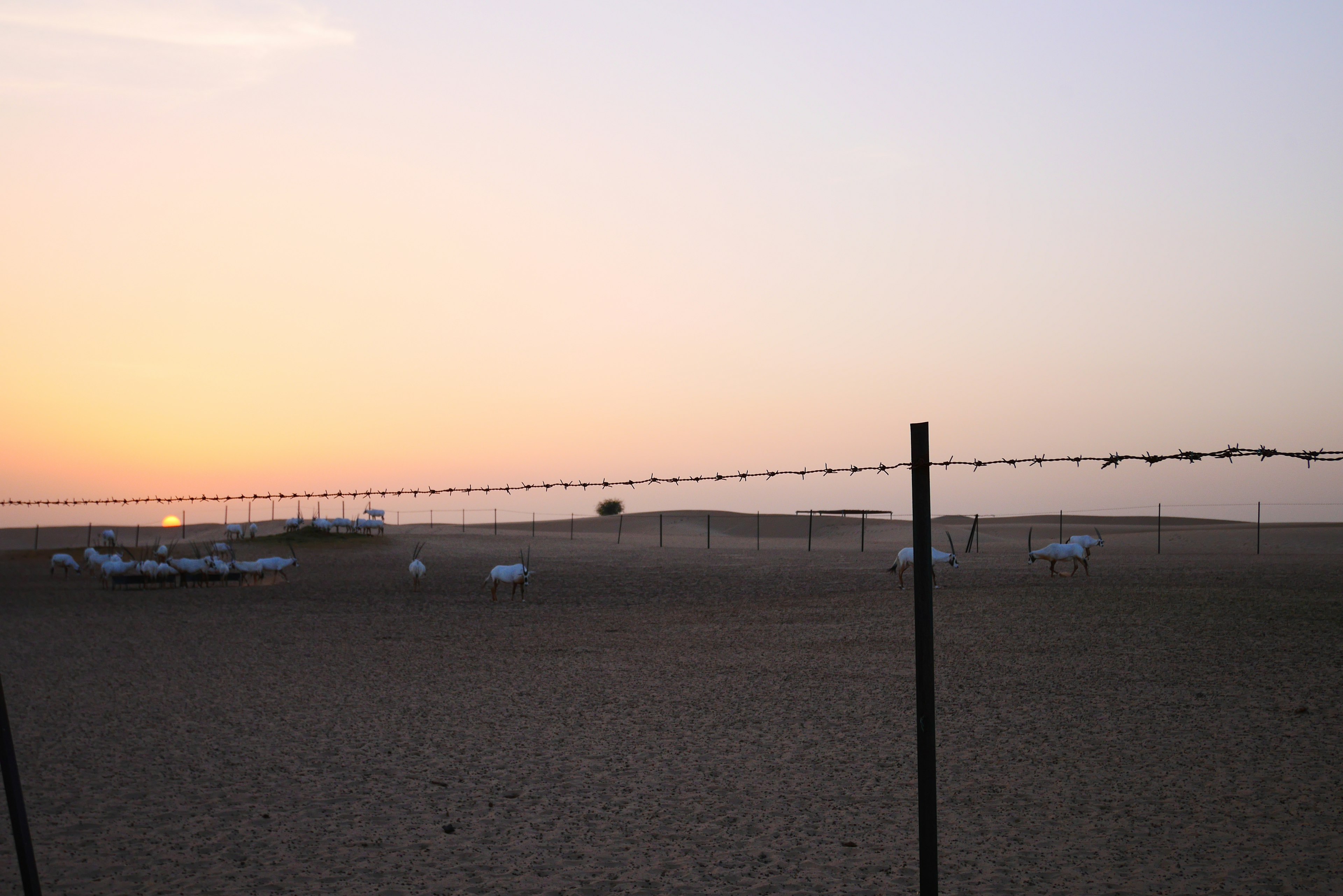 Desert landscape at sunset with a barbed wire fence in the foreground