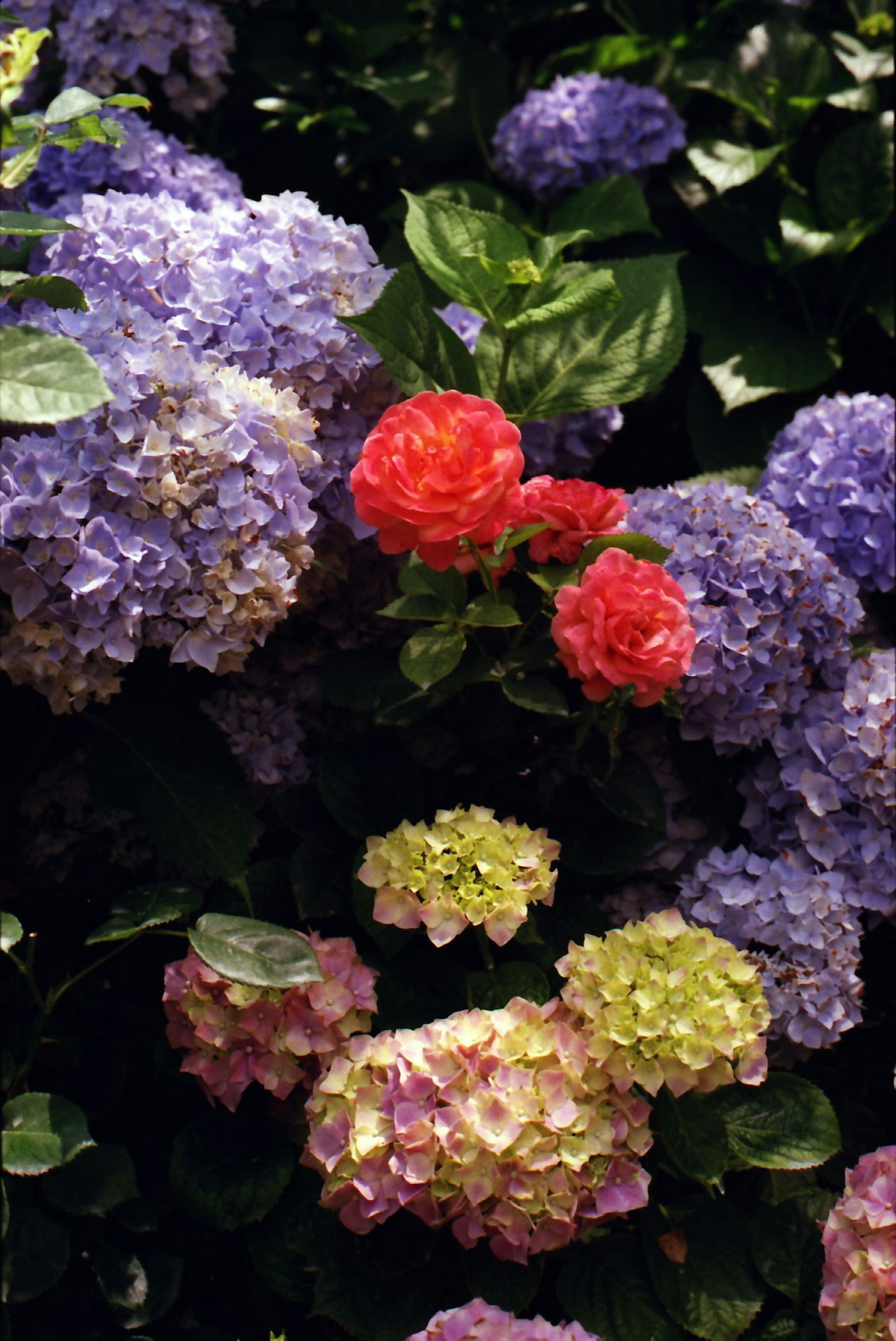 Una hermosa colección de hortensias coloridas con una llamativa rosa roja entre ellas