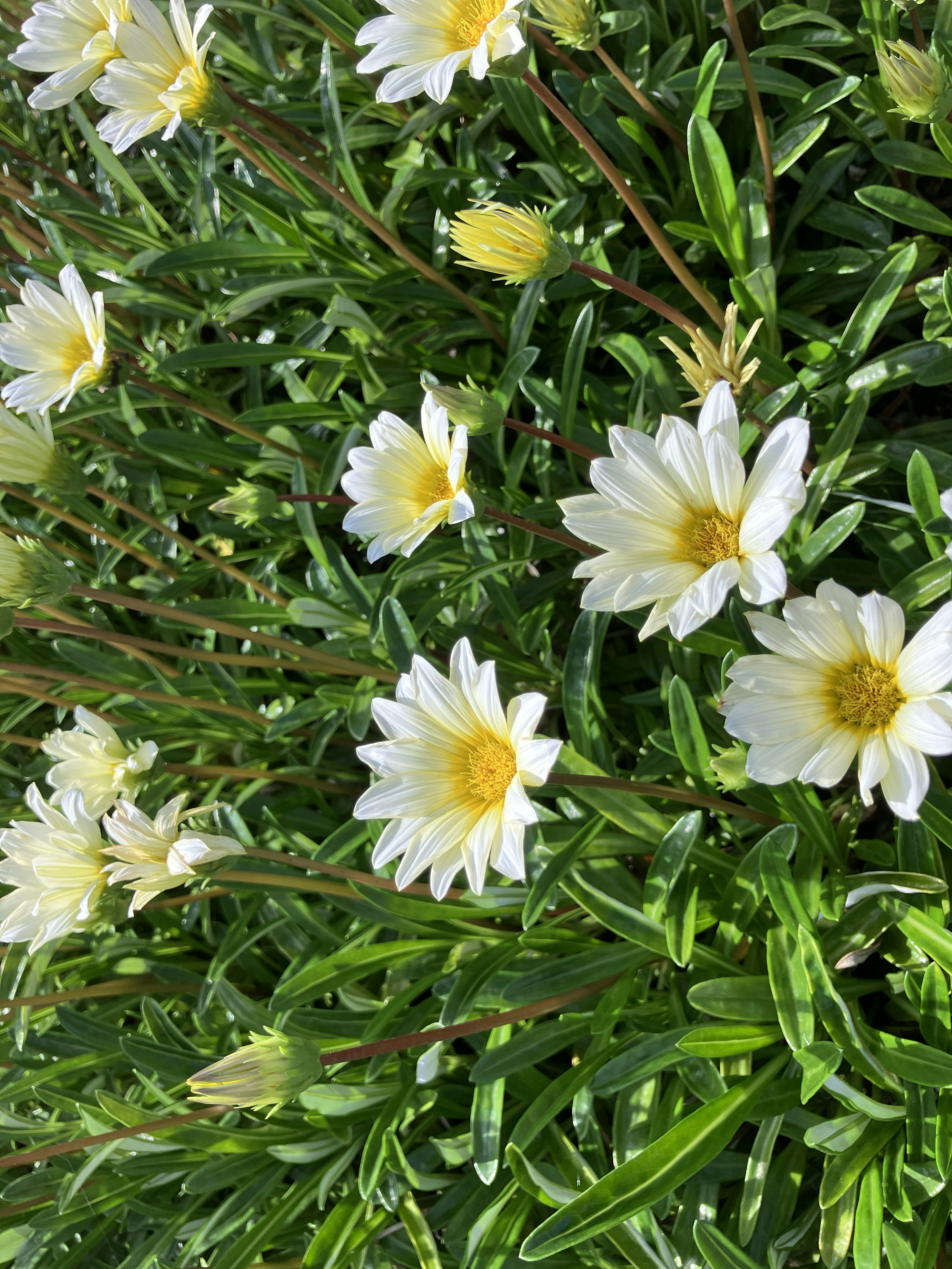 Eine Gartenszene mit zahlreichen weißen Blumen und grünen Blättern