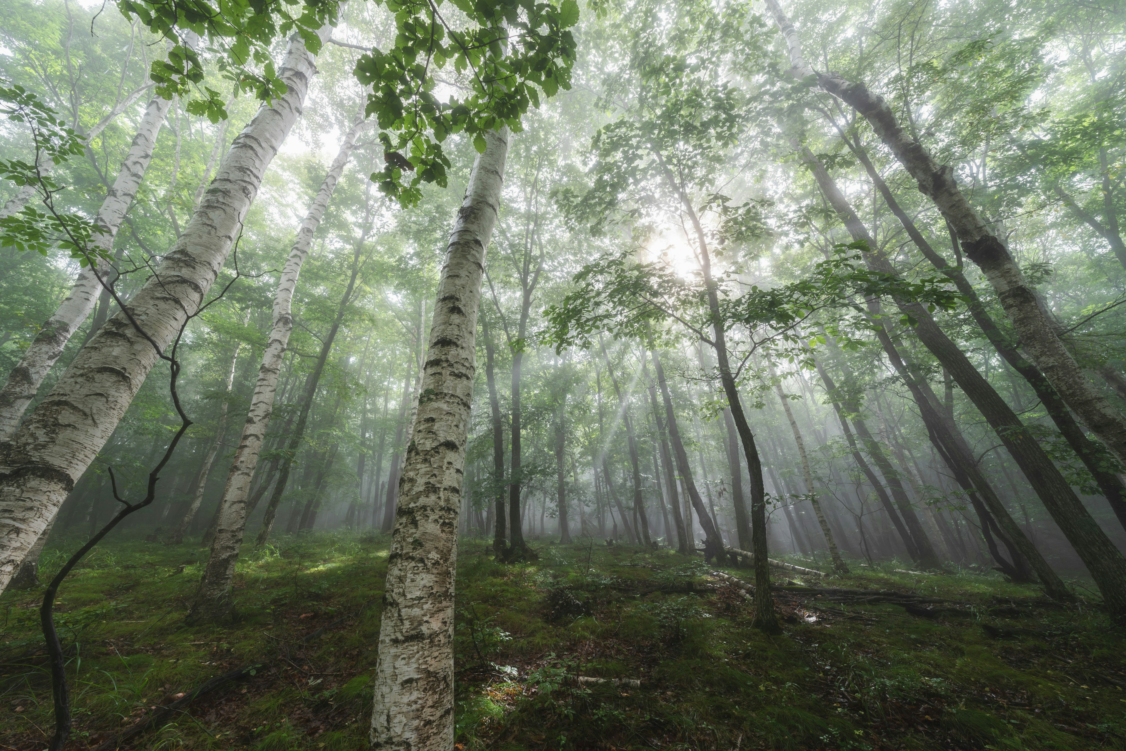 Scena forestale con betulle e foglie verdi avvolte nella nebbia