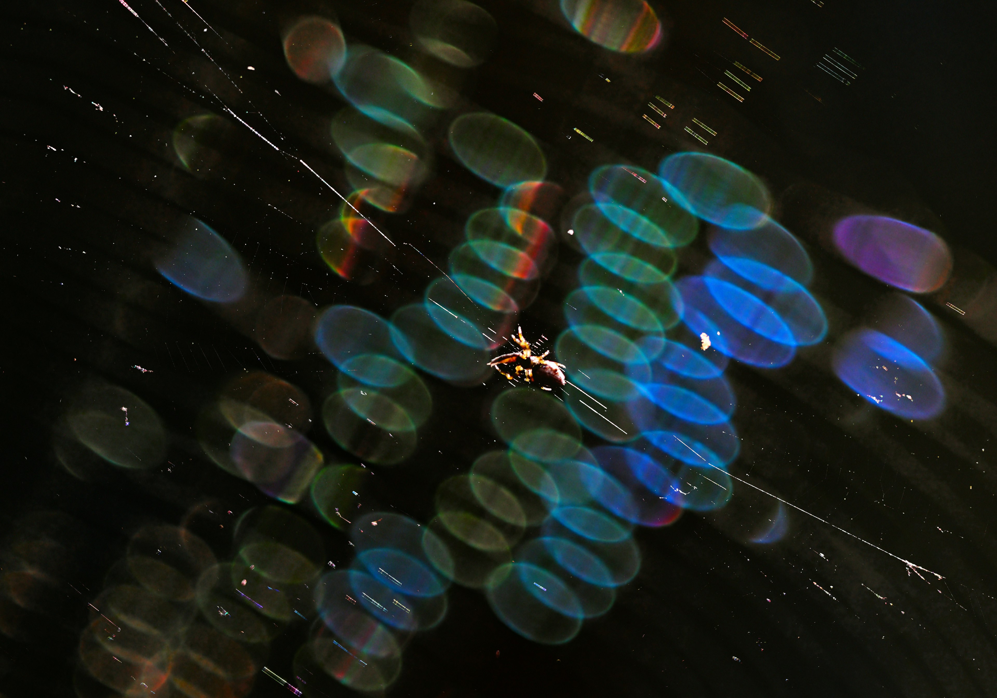 Un ragno al centro di una ragnatela con riflessi di luce colorati che lo circondano