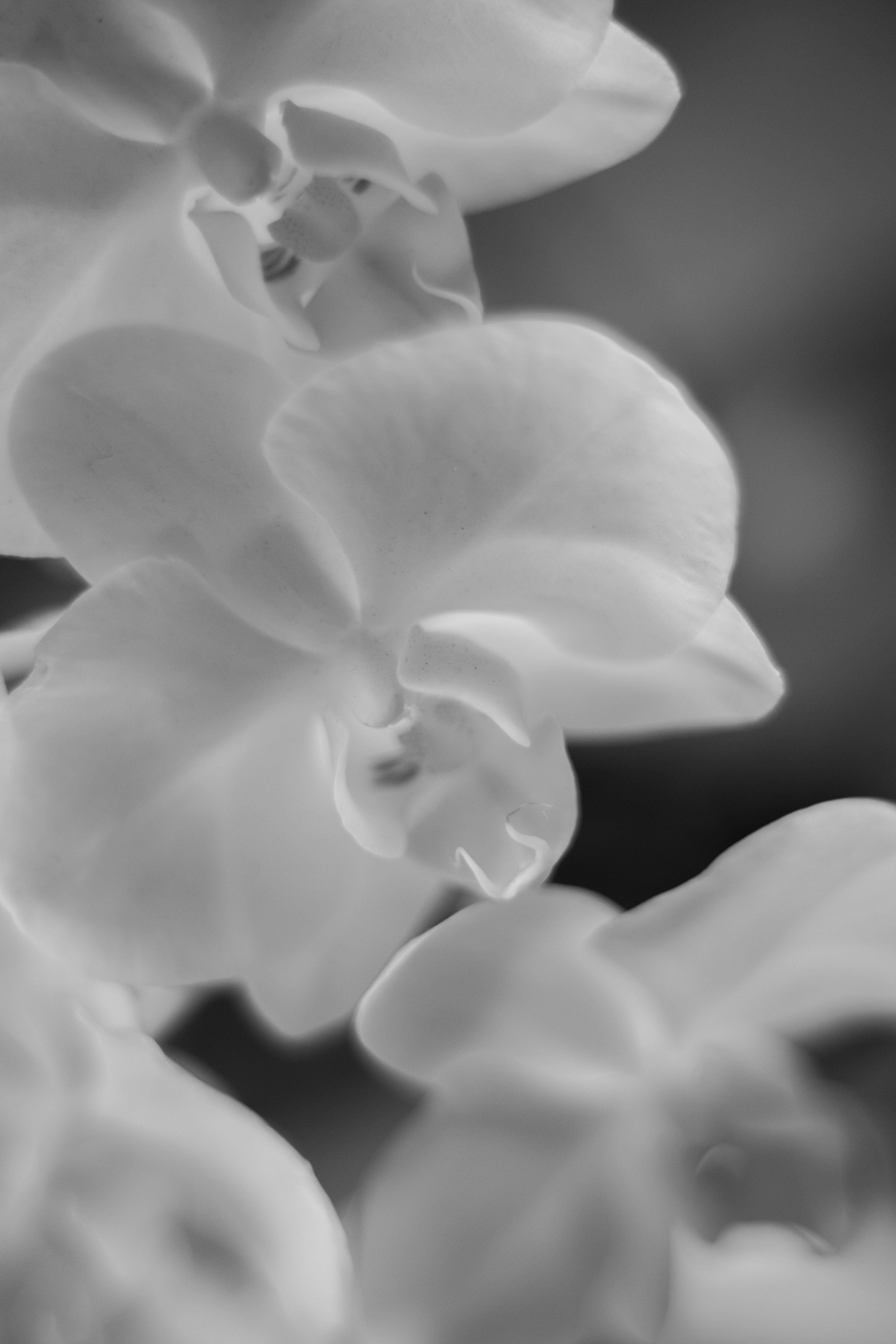 Close-up of white orchid flowers in black and white