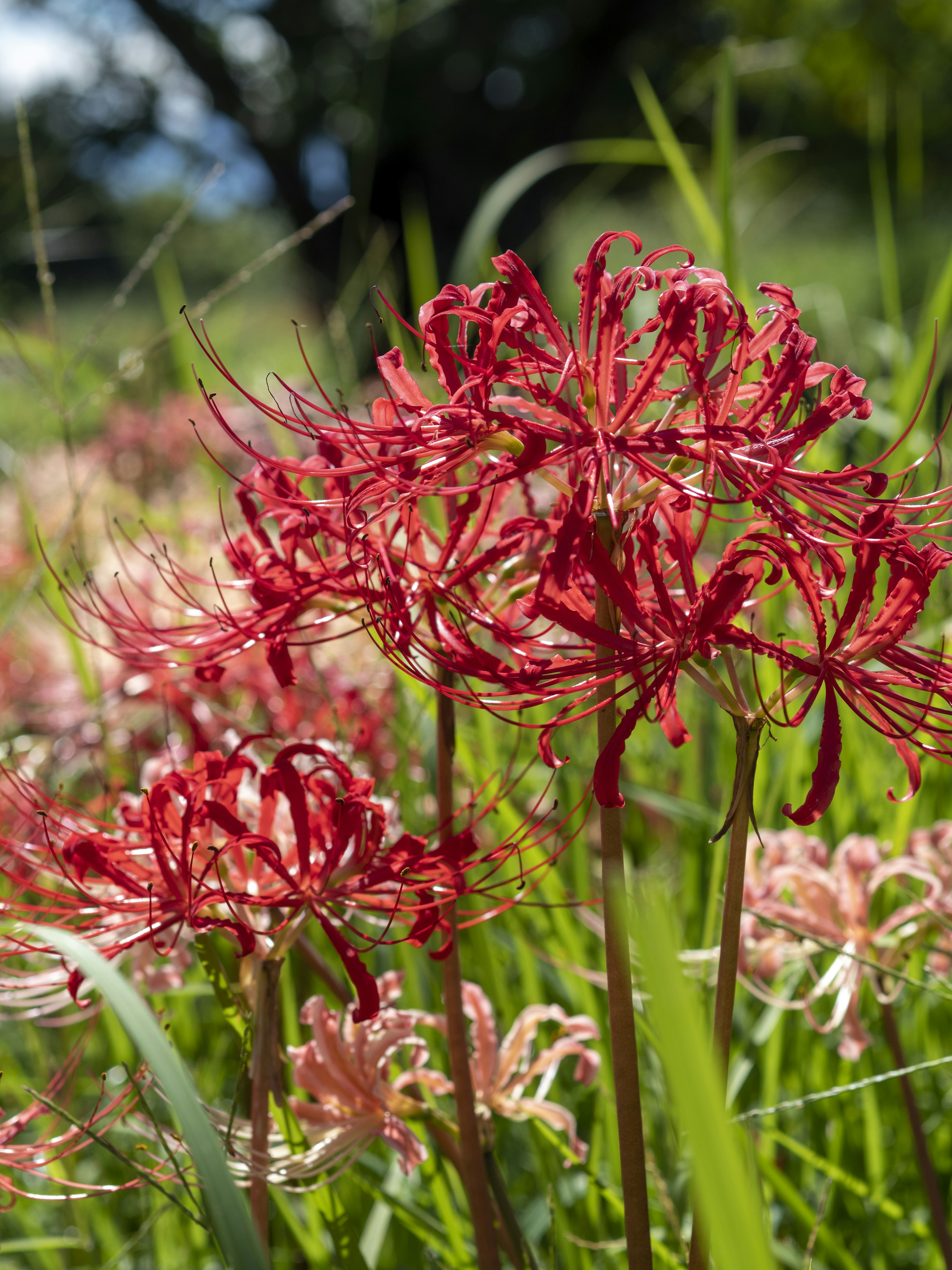 Cluster roter Spinnenlilien, die in grünem Gras blühen