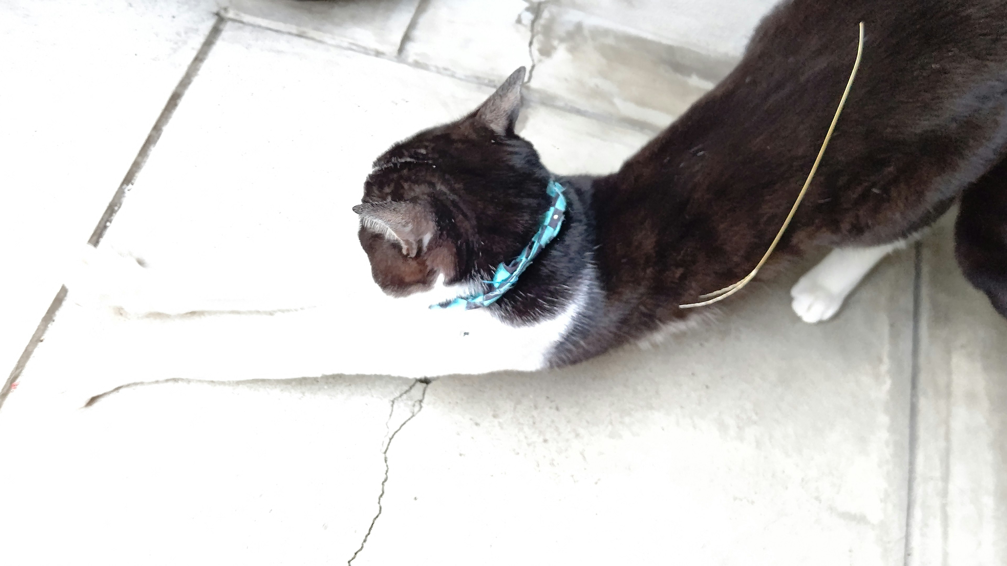 Gato negro y blanco estirándose con un collar azul