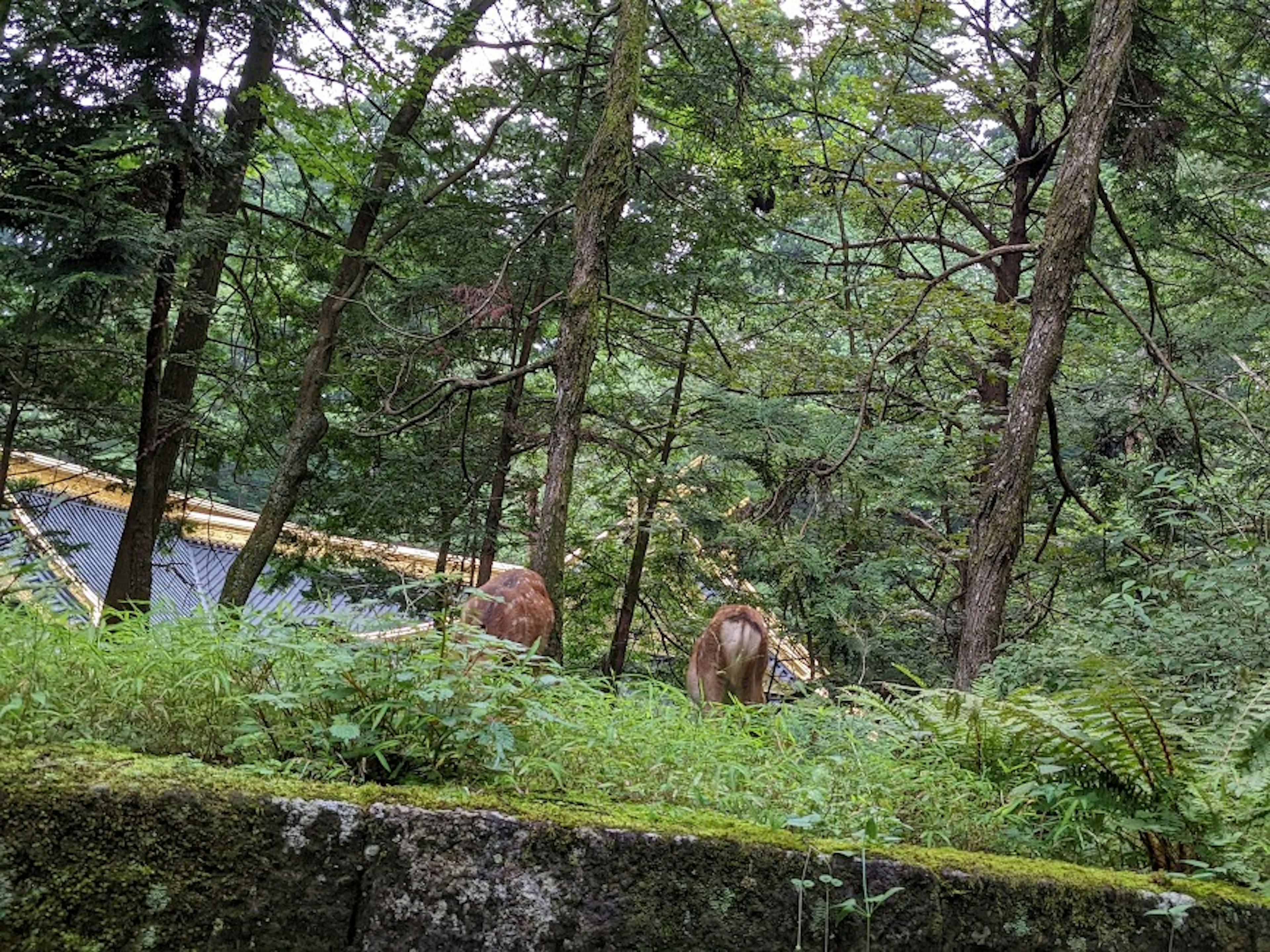 Two deer visible in a green forest setting