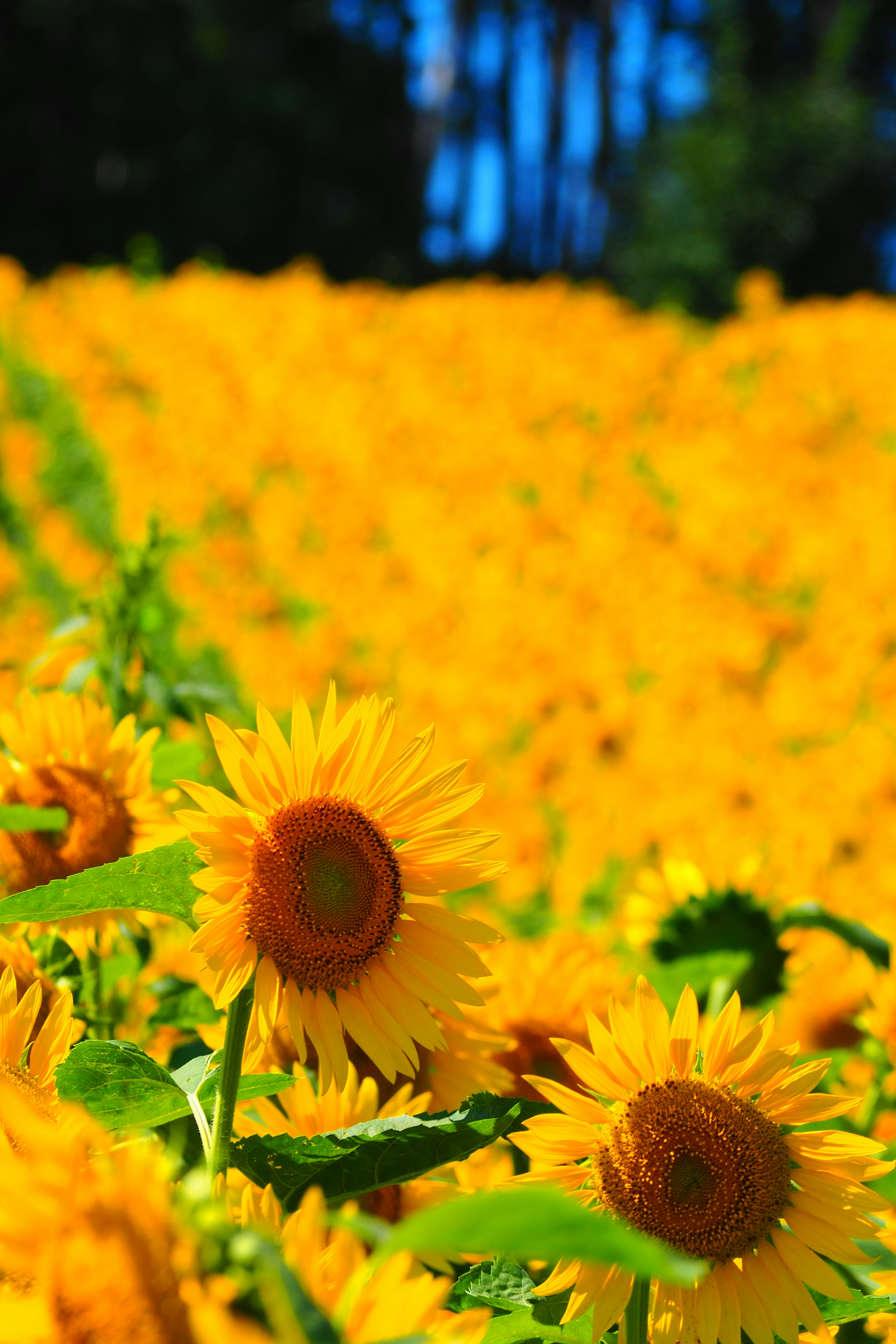 Campo di girasoli vibrante con fiori gialli brillanti