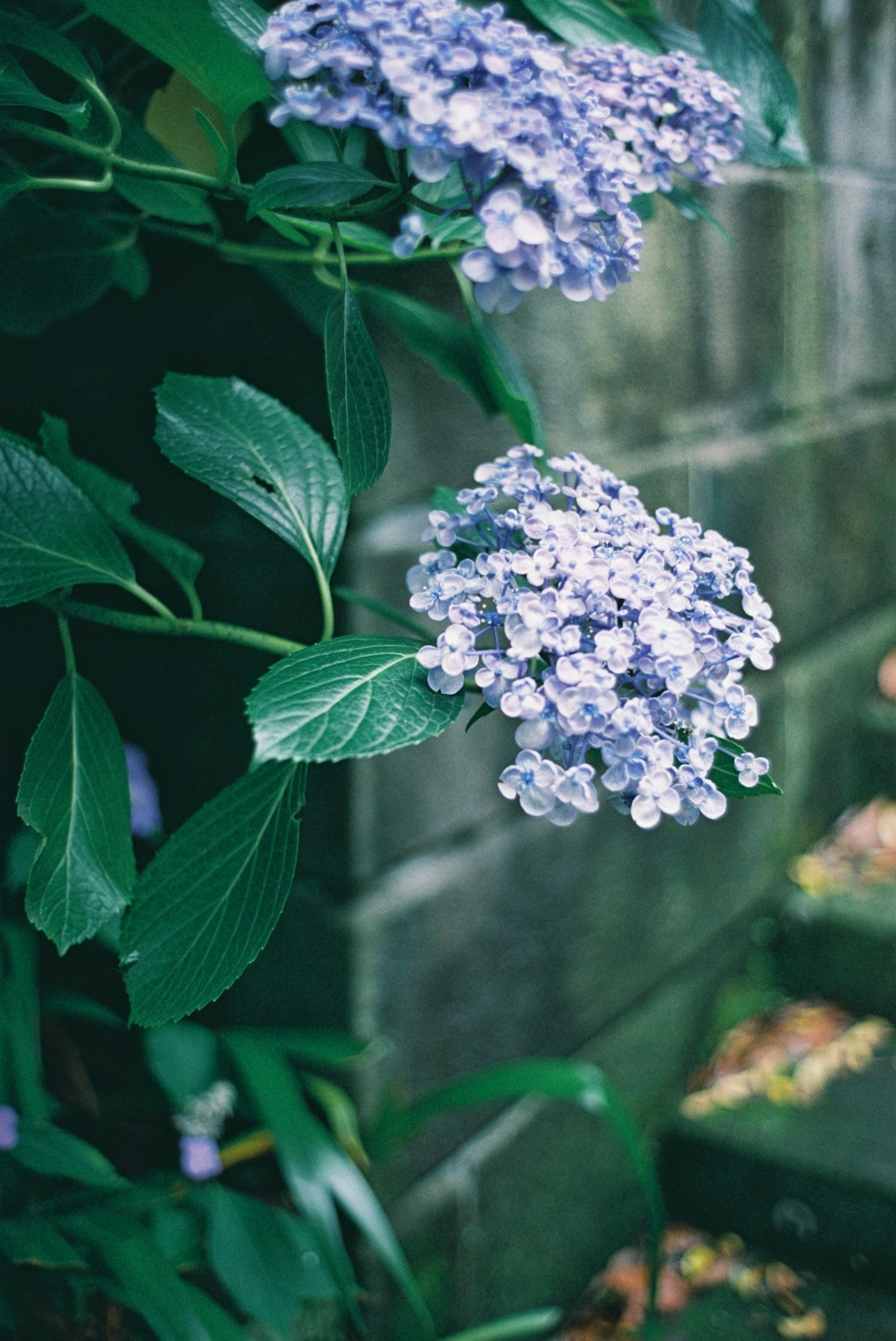 紫色の花と緑の葉が特徴の植物