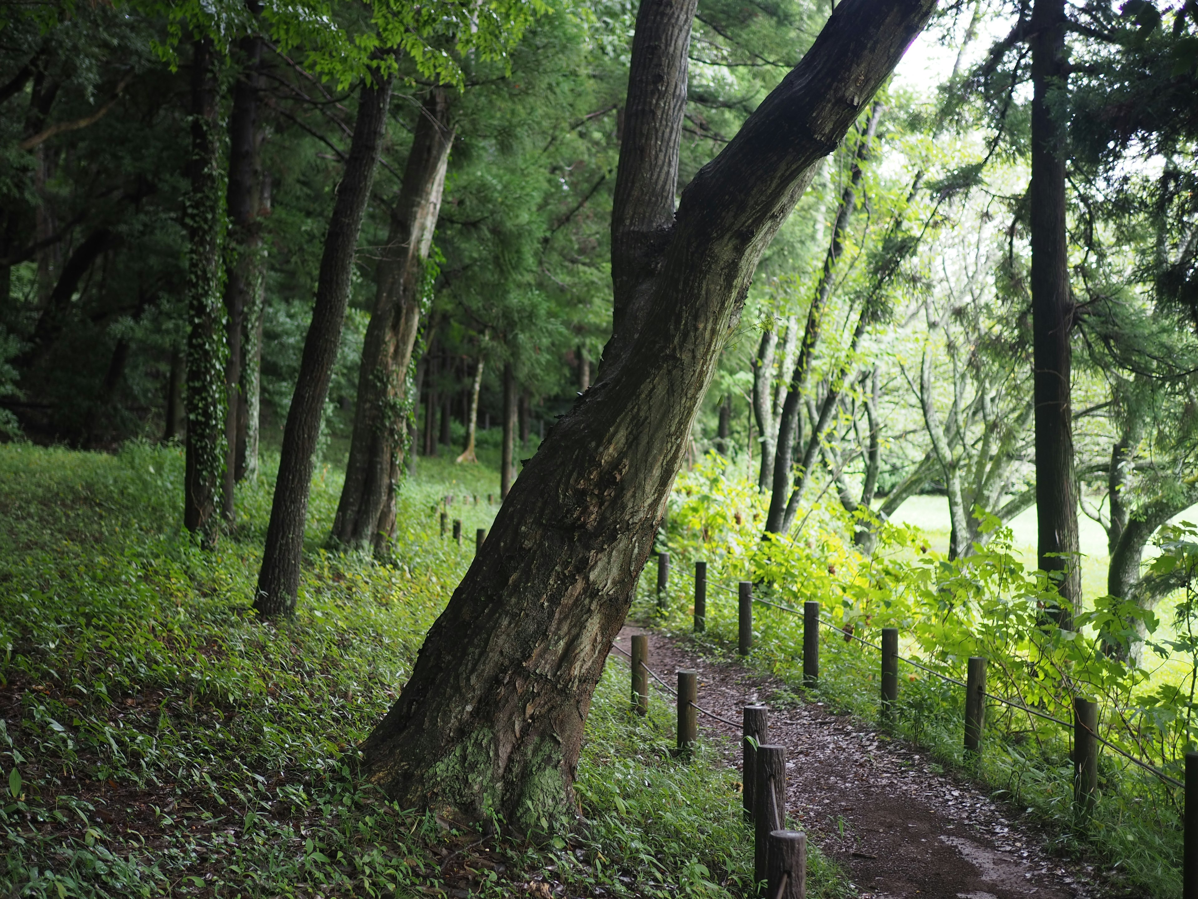 Sendero forestal exuberante con árboles inclinados y vegetación