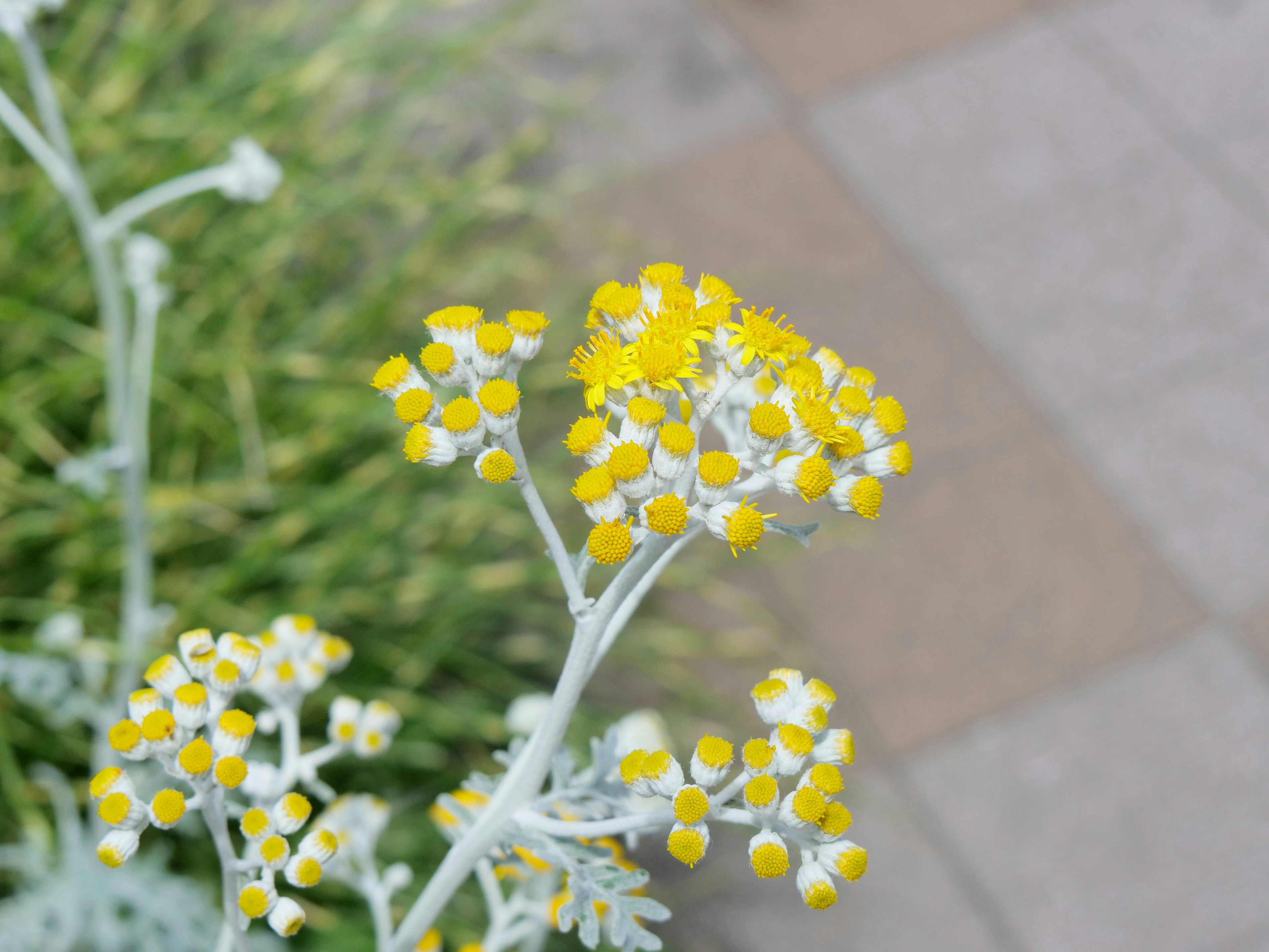 Close-up of a plant with yellow flowers and green leaves