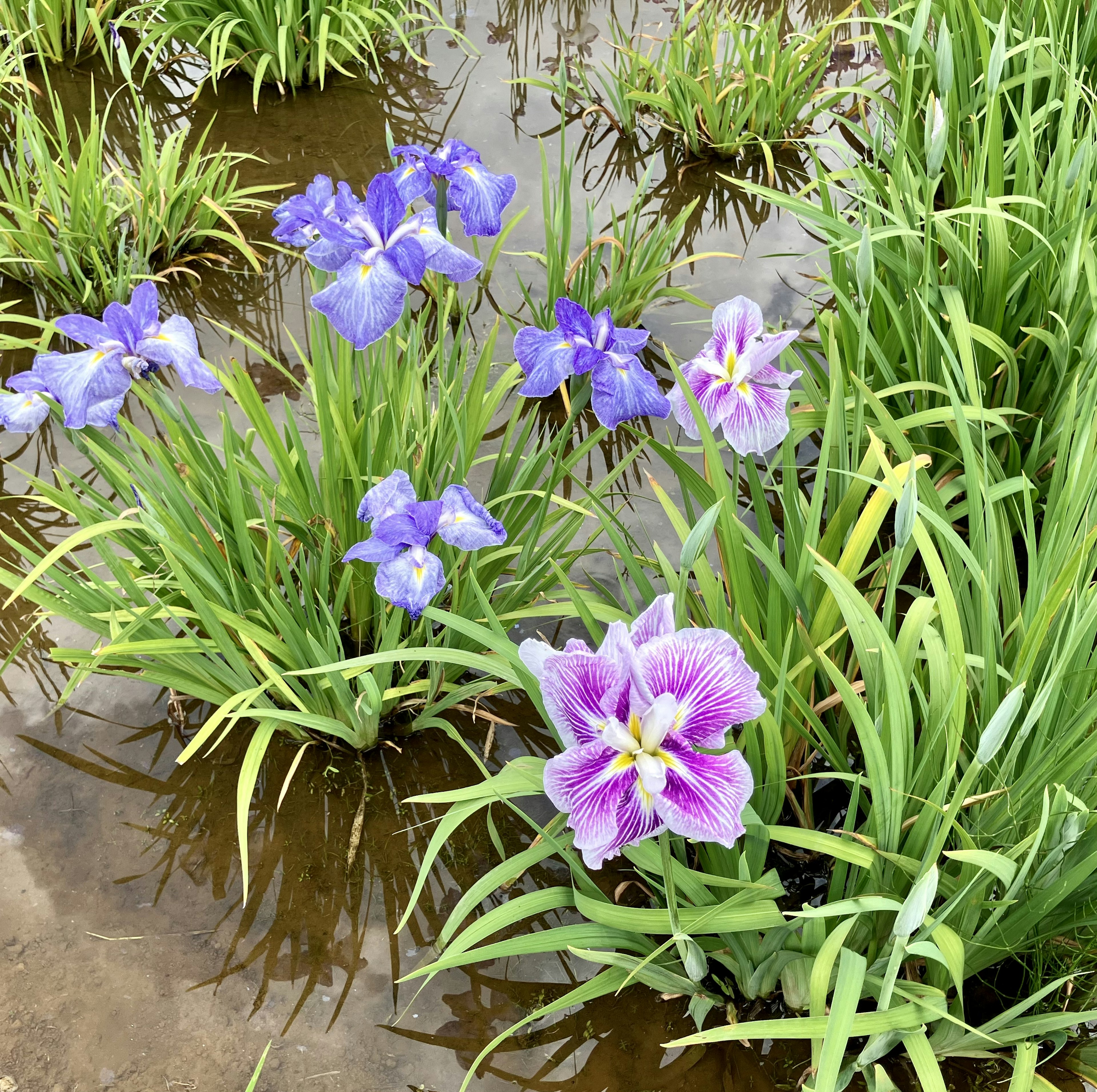 水辺に咲く紫色の花々と緑の草