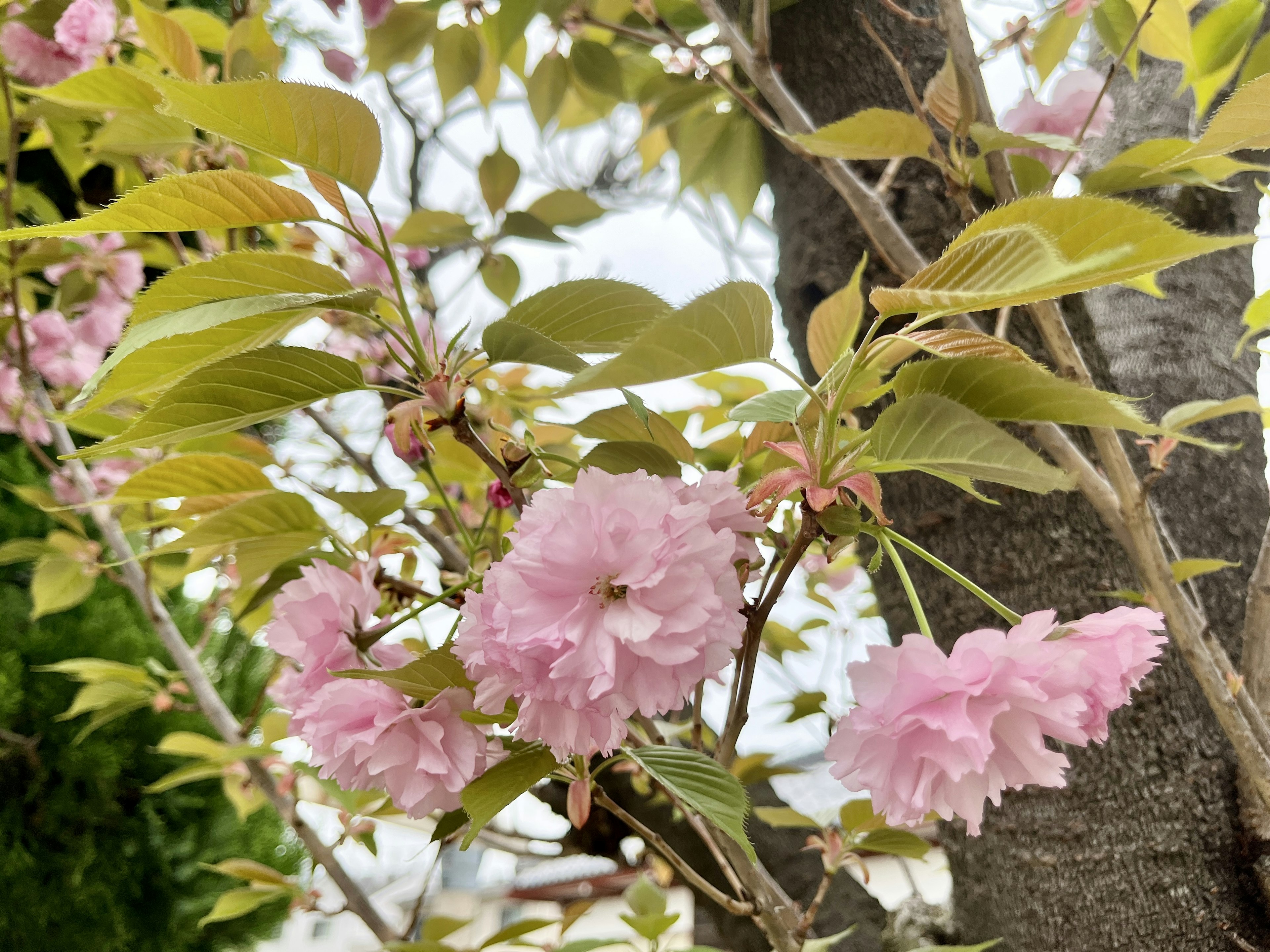 櫻花在枝條和綠葉上的特寫