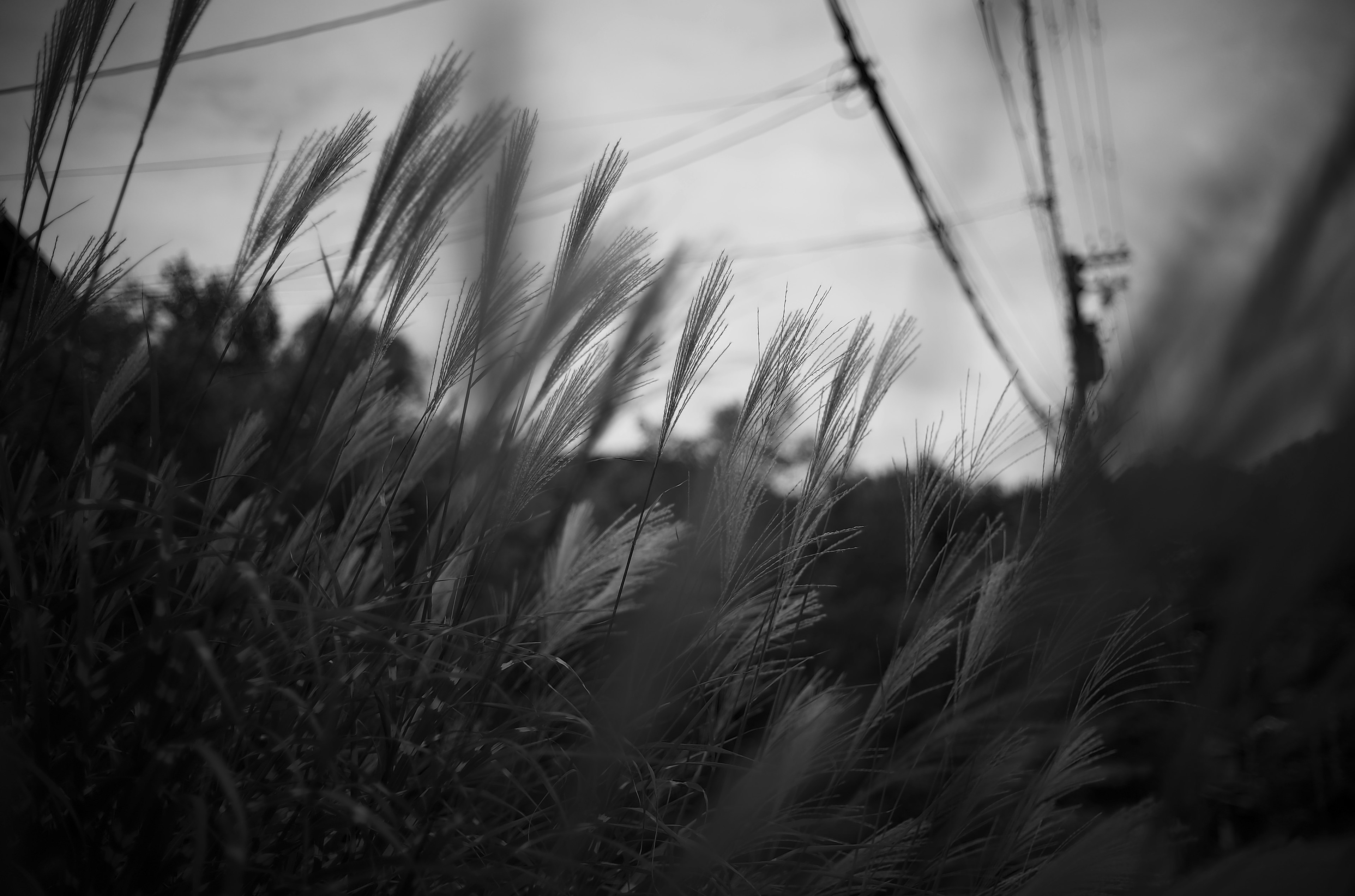 Paisaje en blanco y negro con hierba ondeante y líneas eléctricas