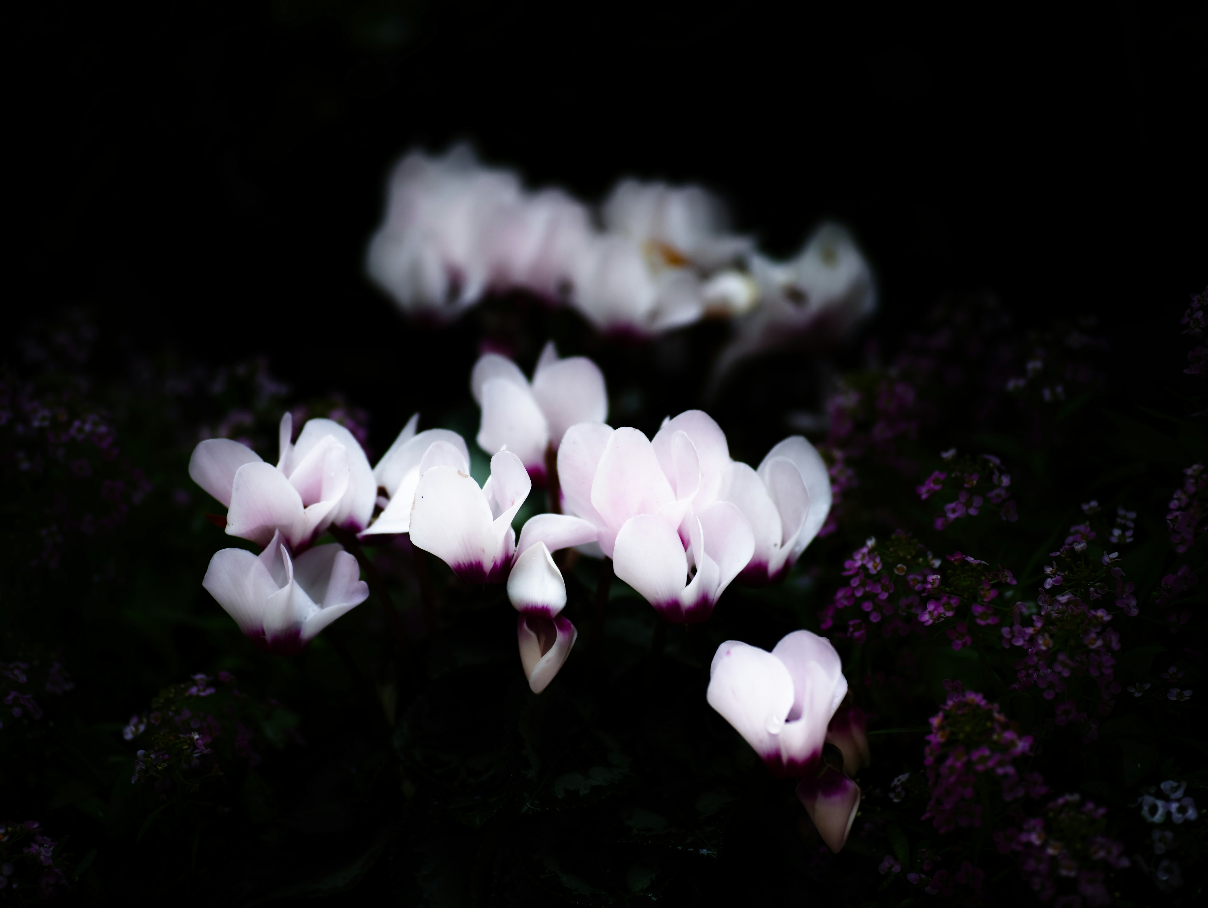 Flores de ciclamen rosa delicadas floreciendo sobre un fondo oscuro