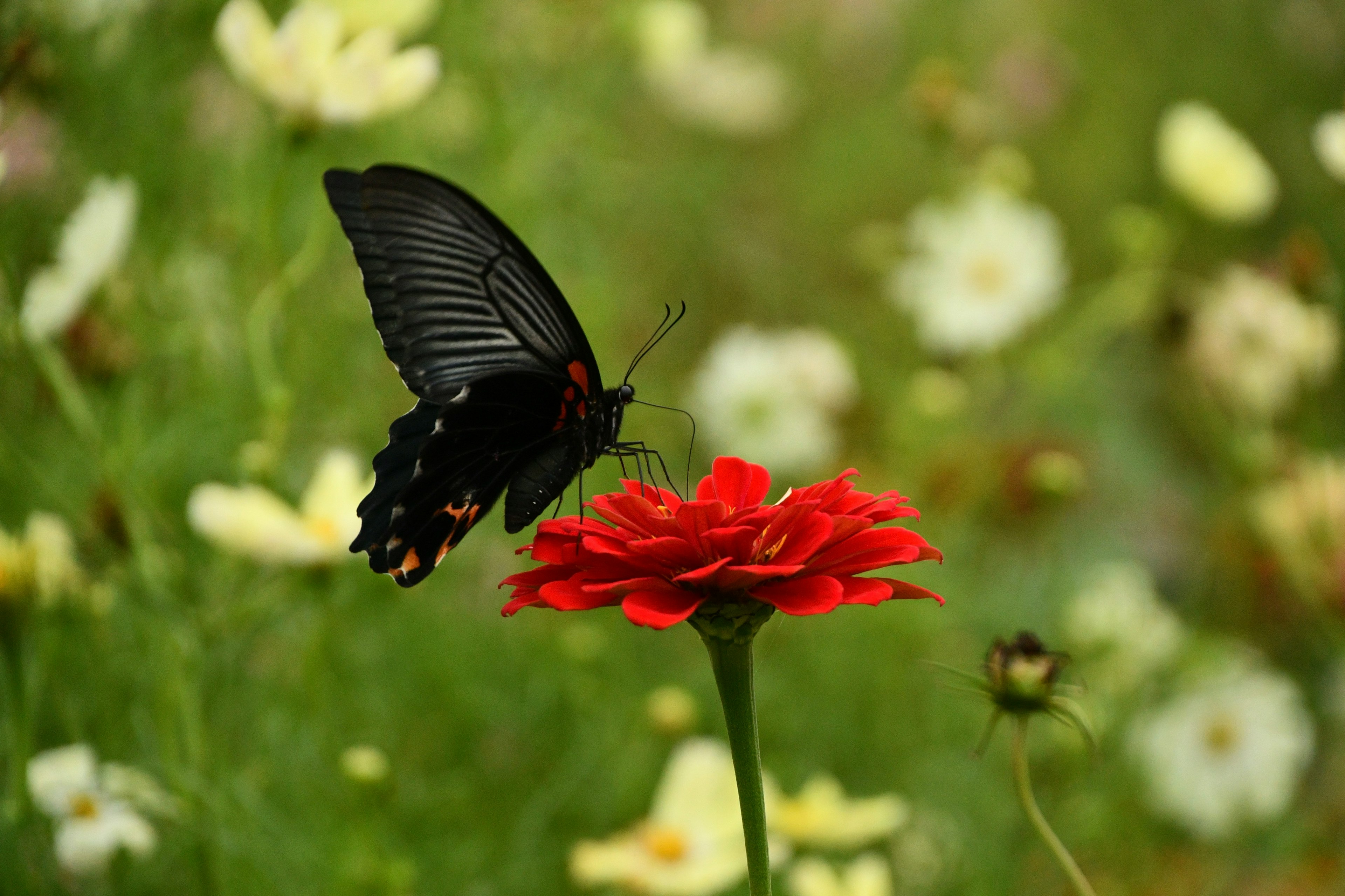 A black butterfly perched on a red flower in a vibrant garden