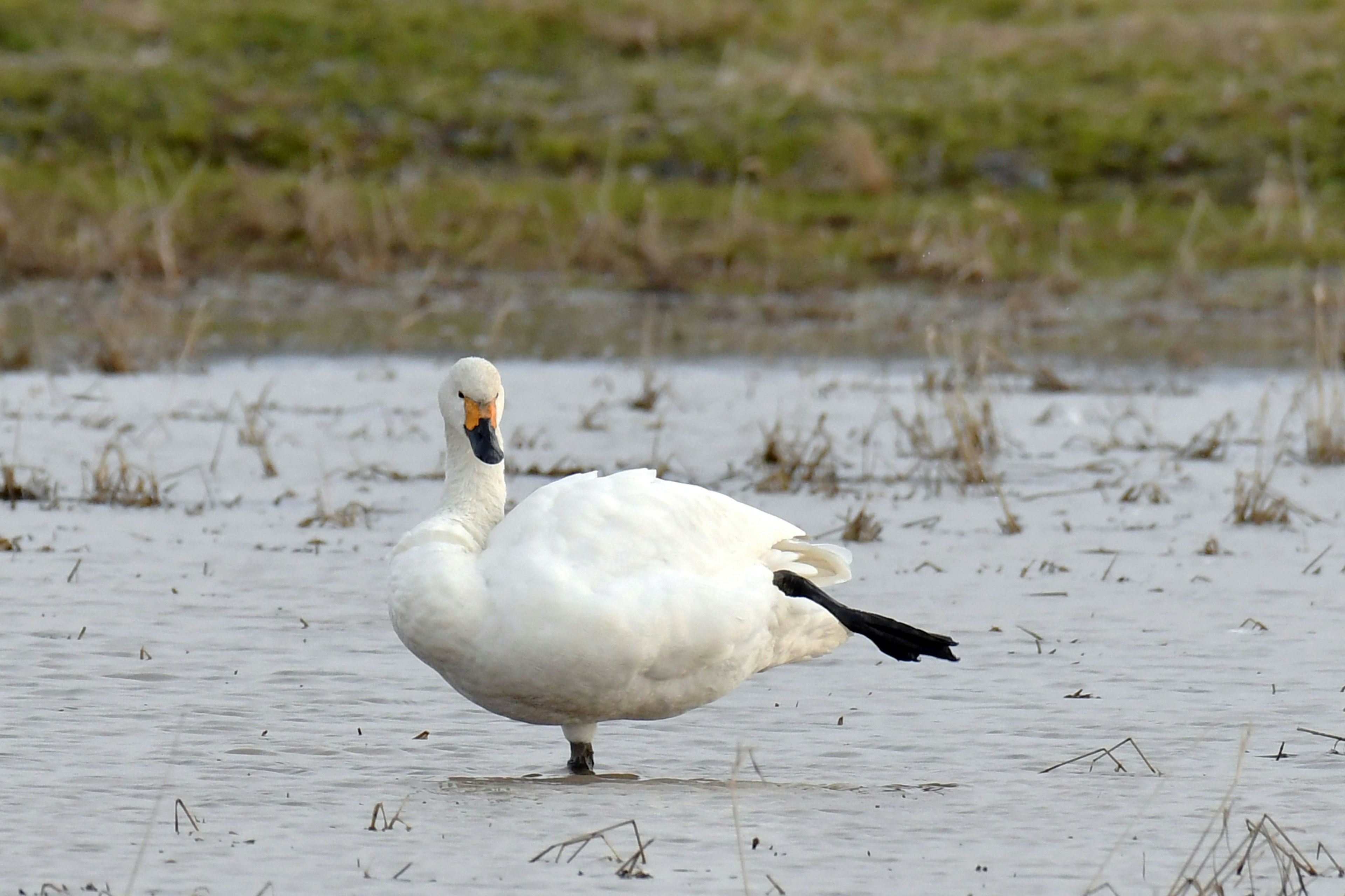 Un cigno in piedi nell'acqua bassa