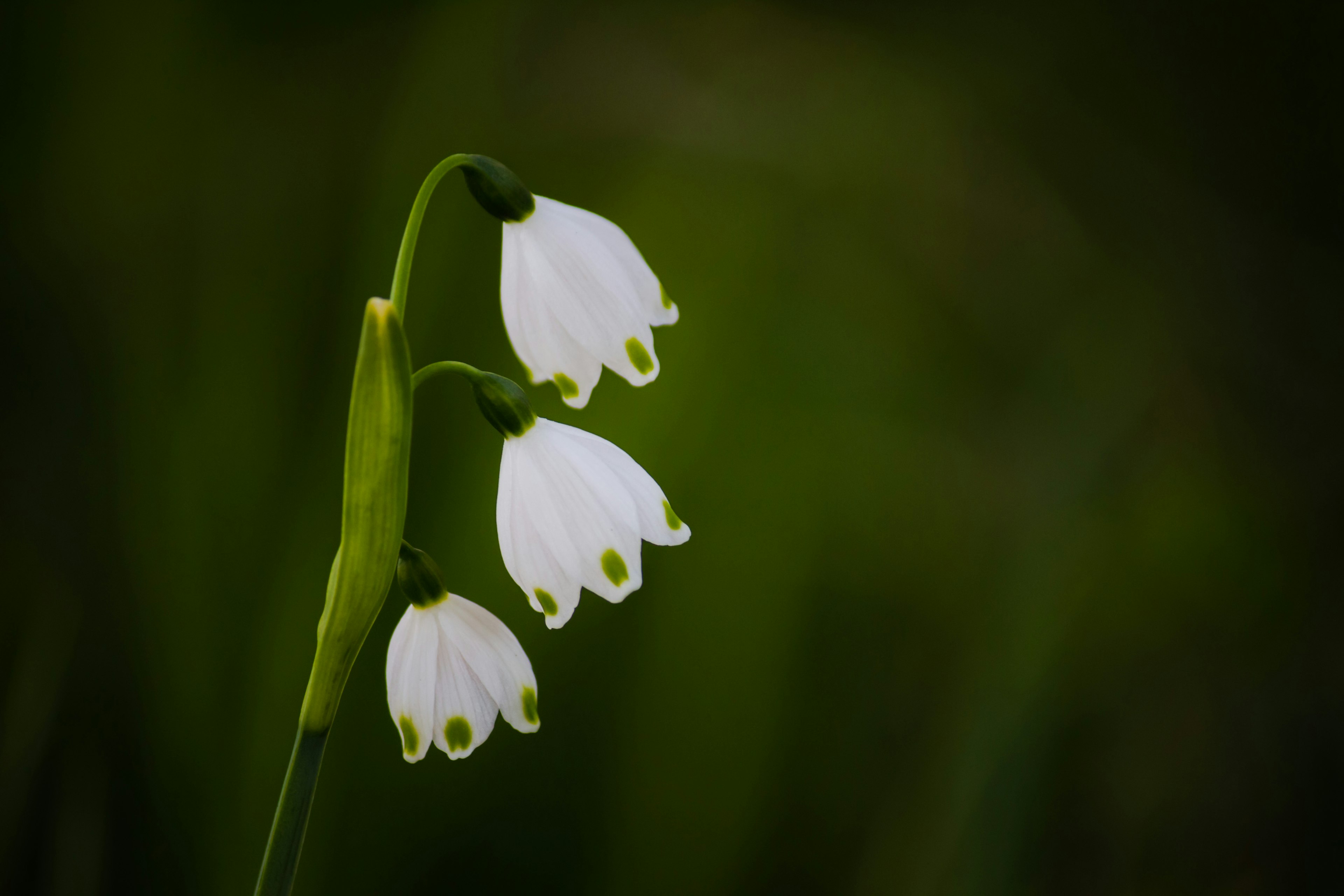 Tres flores blancas en forma de campana sobre un tallo verde con un fondo oscuro