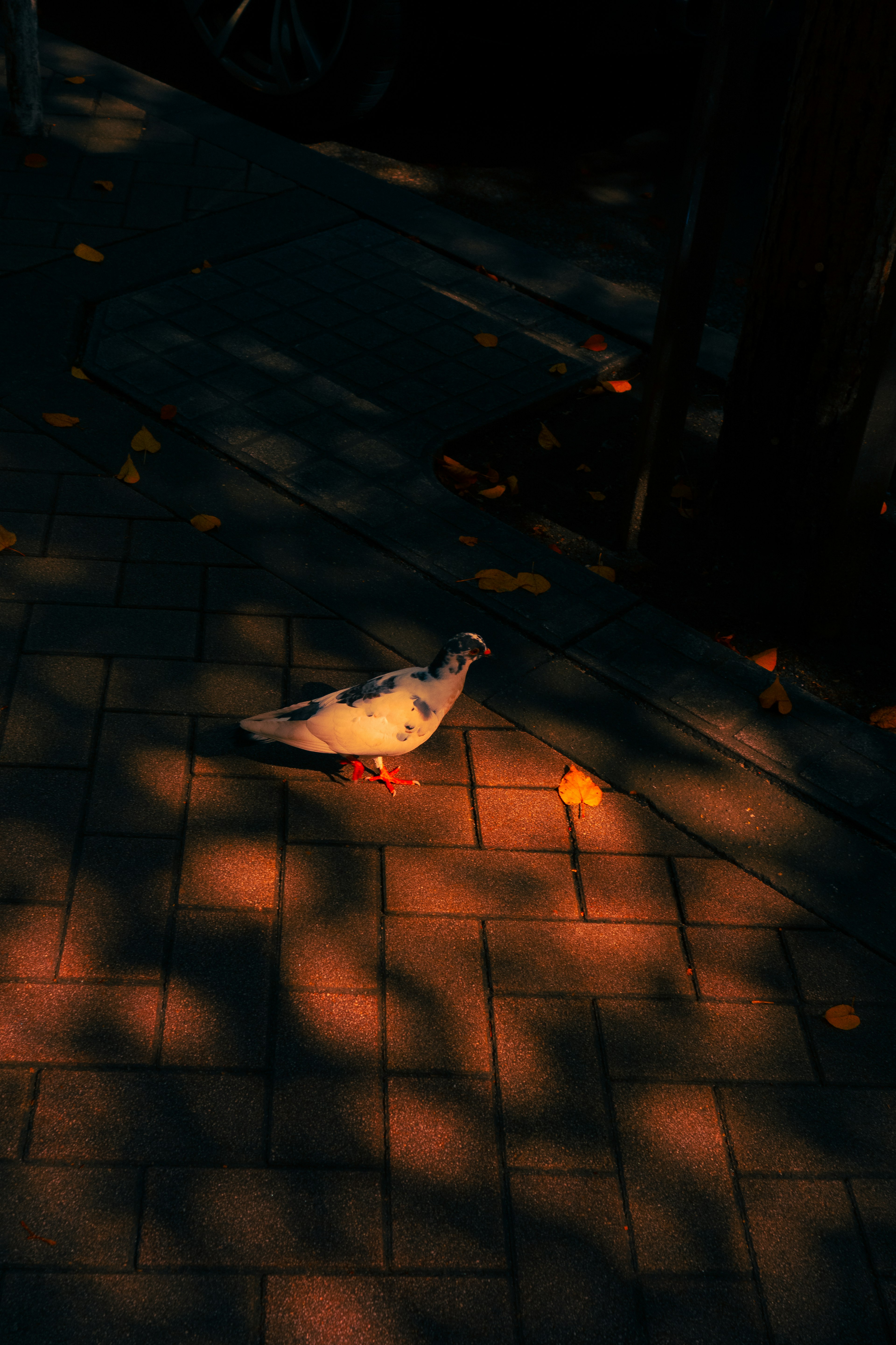 A pigeon walking on a patterned brick path with shadows