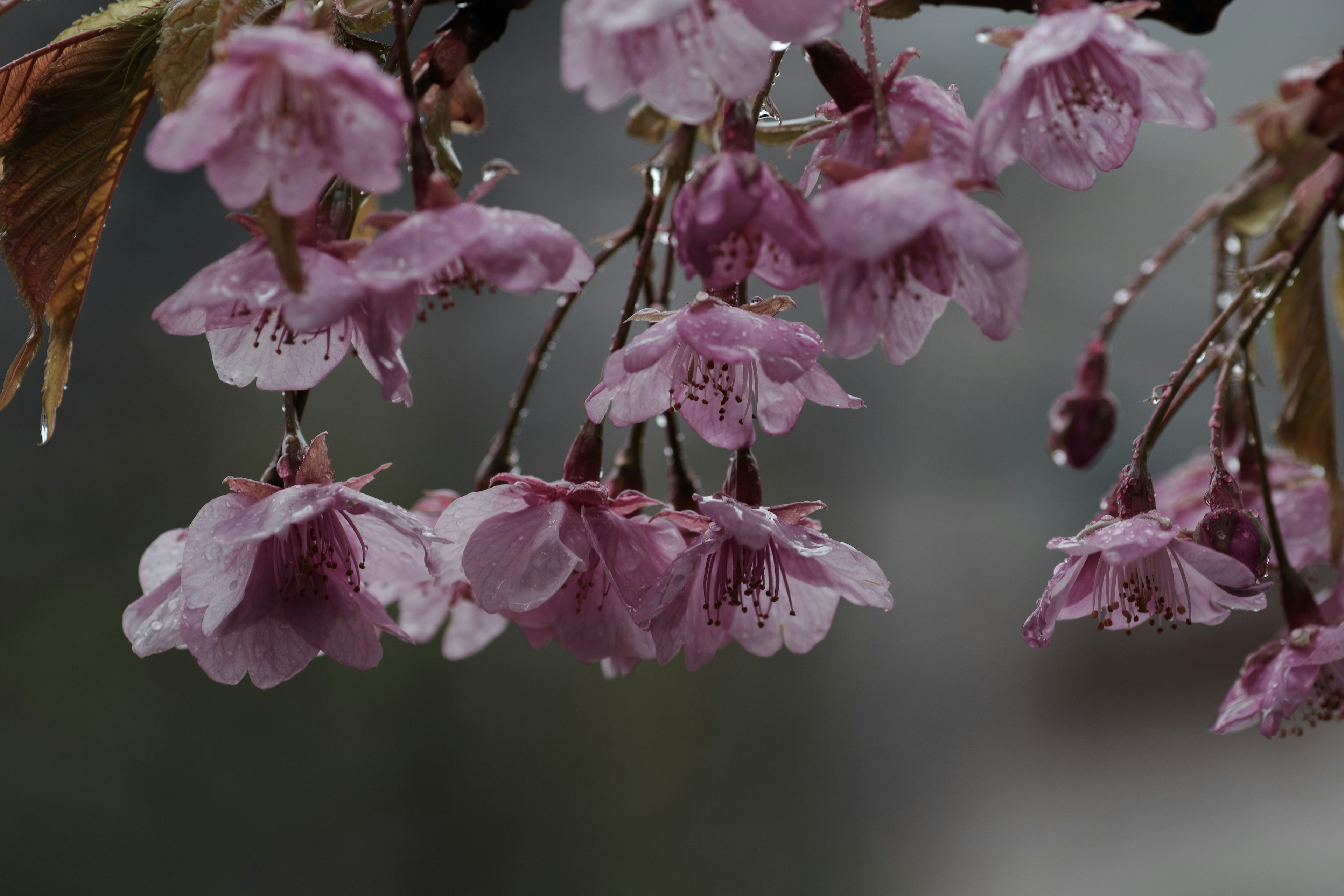 ดอกซากุระสีชมพูมีน้ำหยดอยู่บนกลีบ