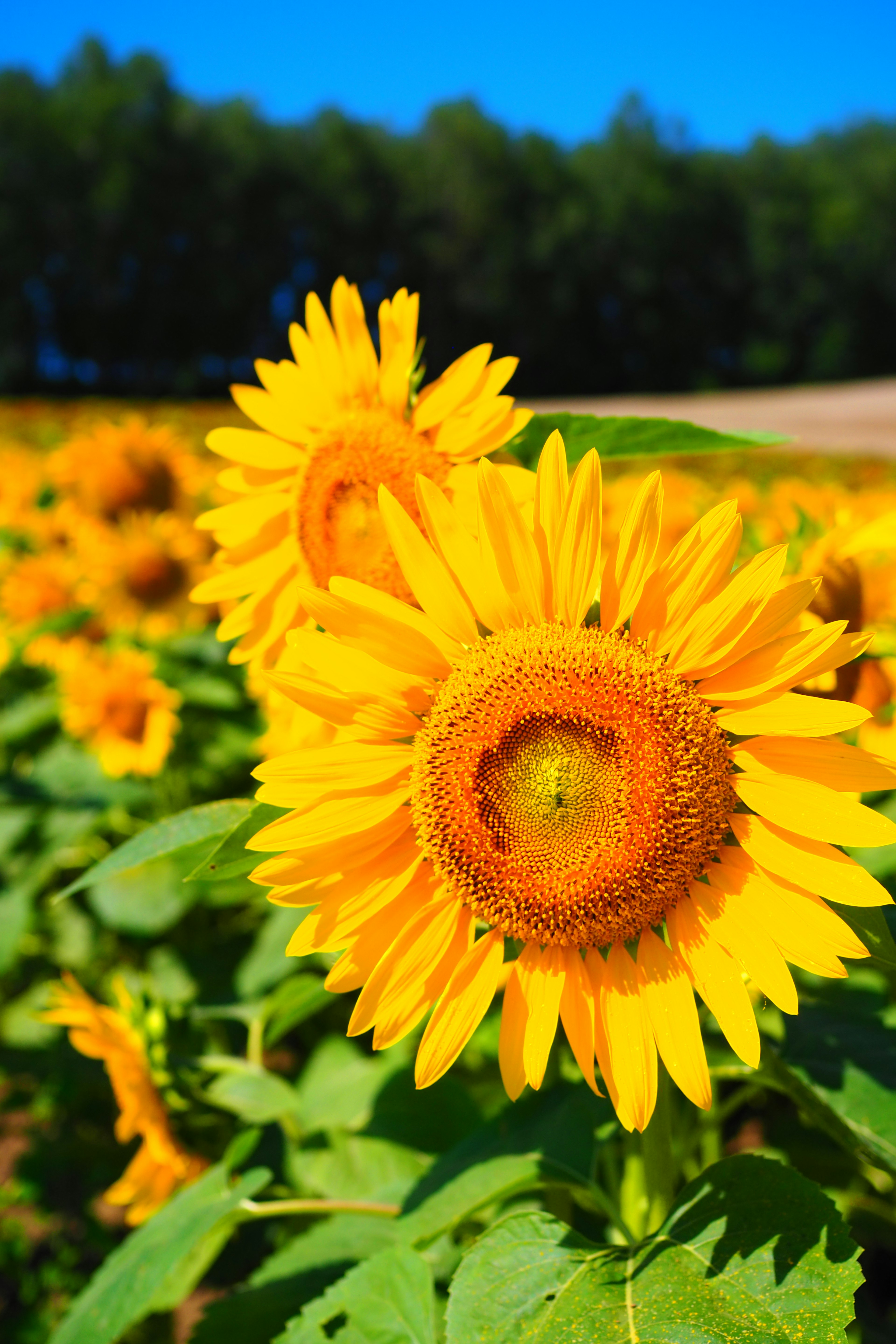 Girasoles vibrantes en un campo brillante bajo un cielo azul claro