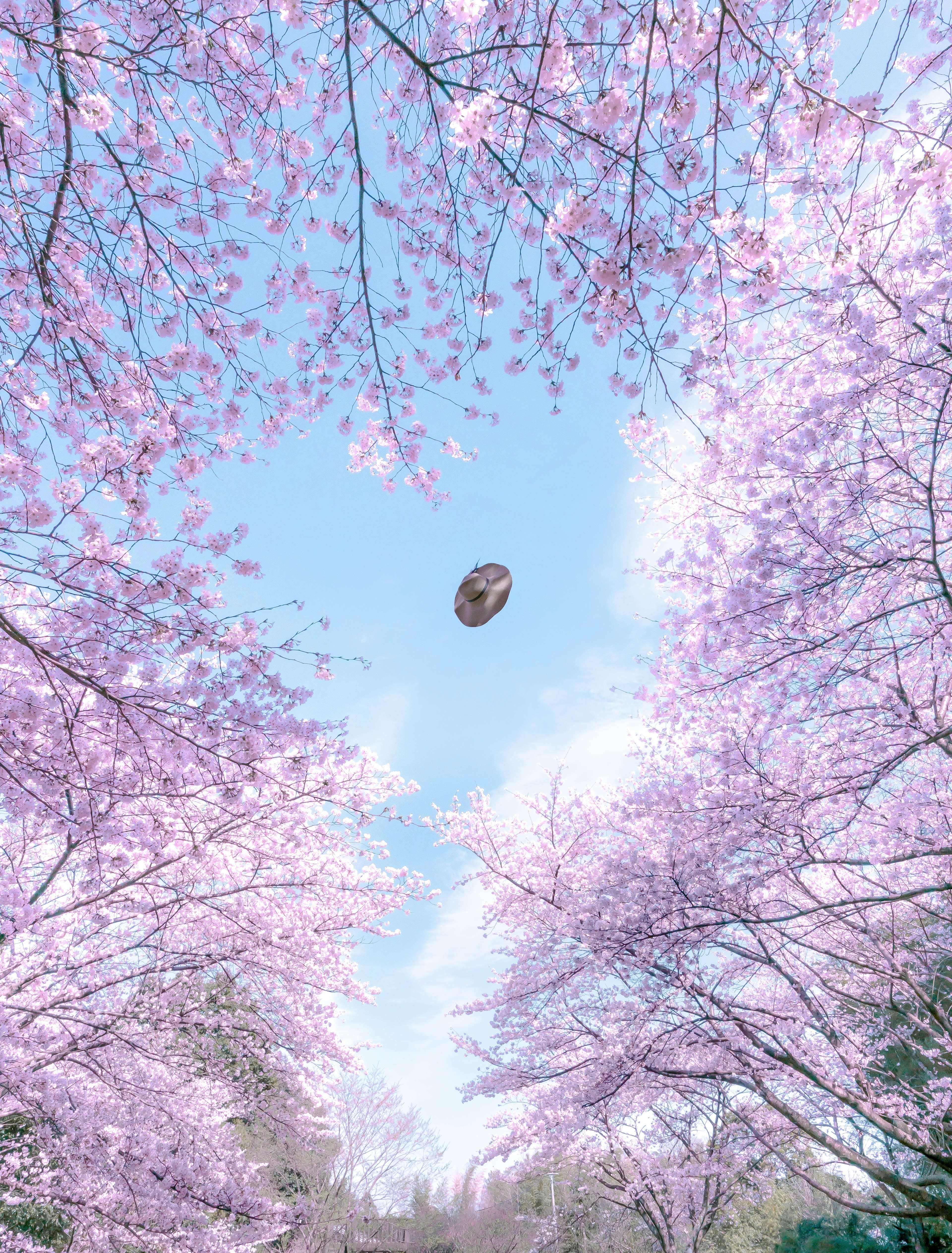 桜の木の間から見える青空と雲の景色