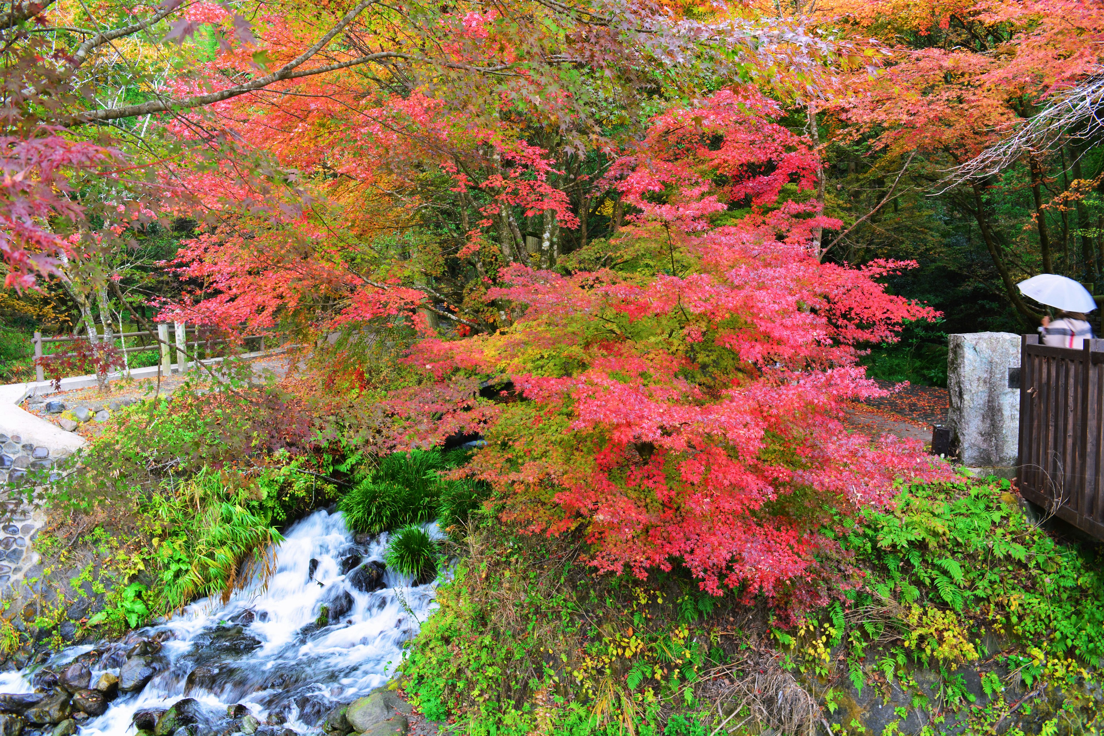 鮮やかな紅葉と小川の風景