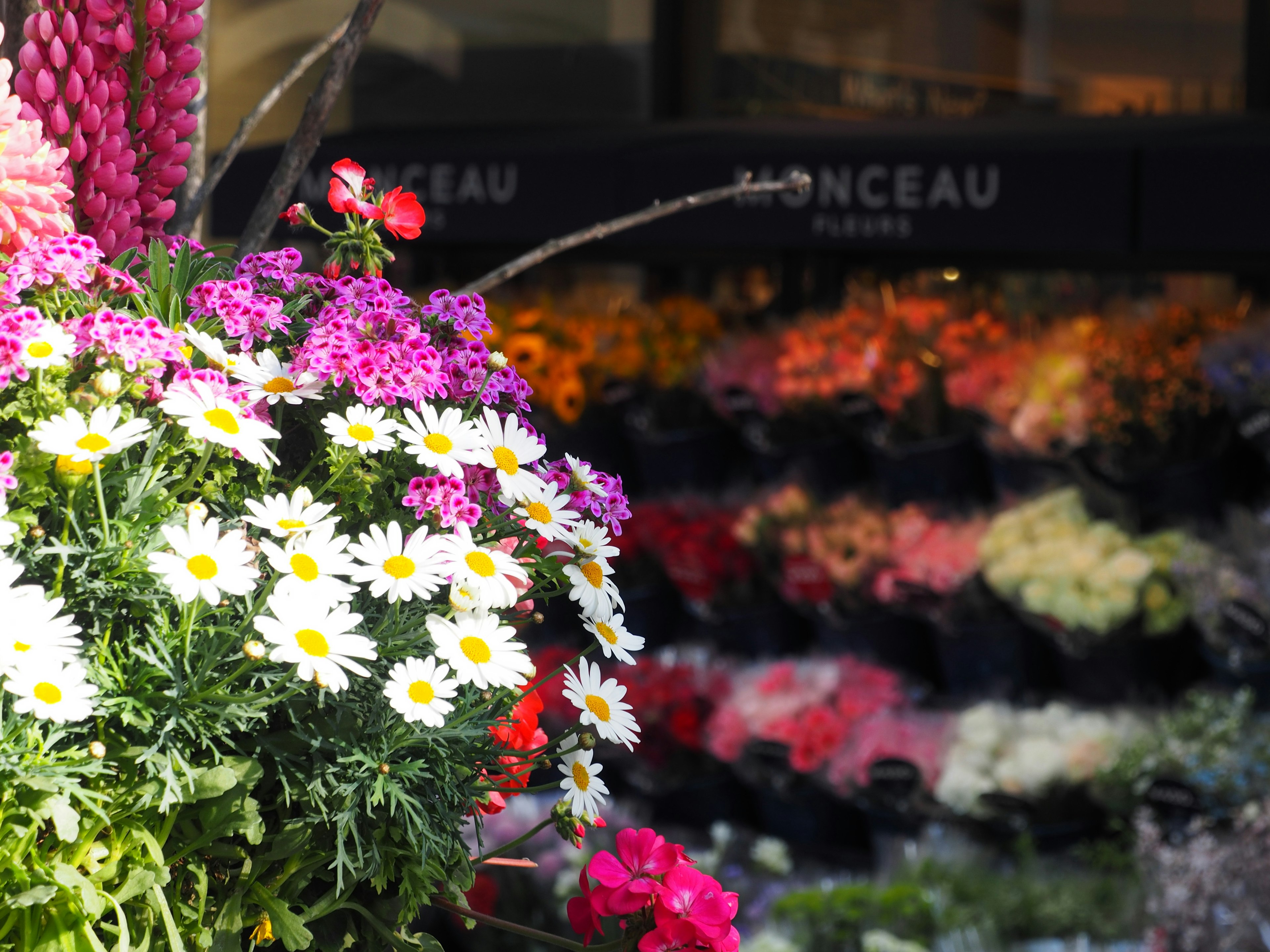 Bunte Blumen in einem Blumenladen mit Gänseblümchen im Vordergrund