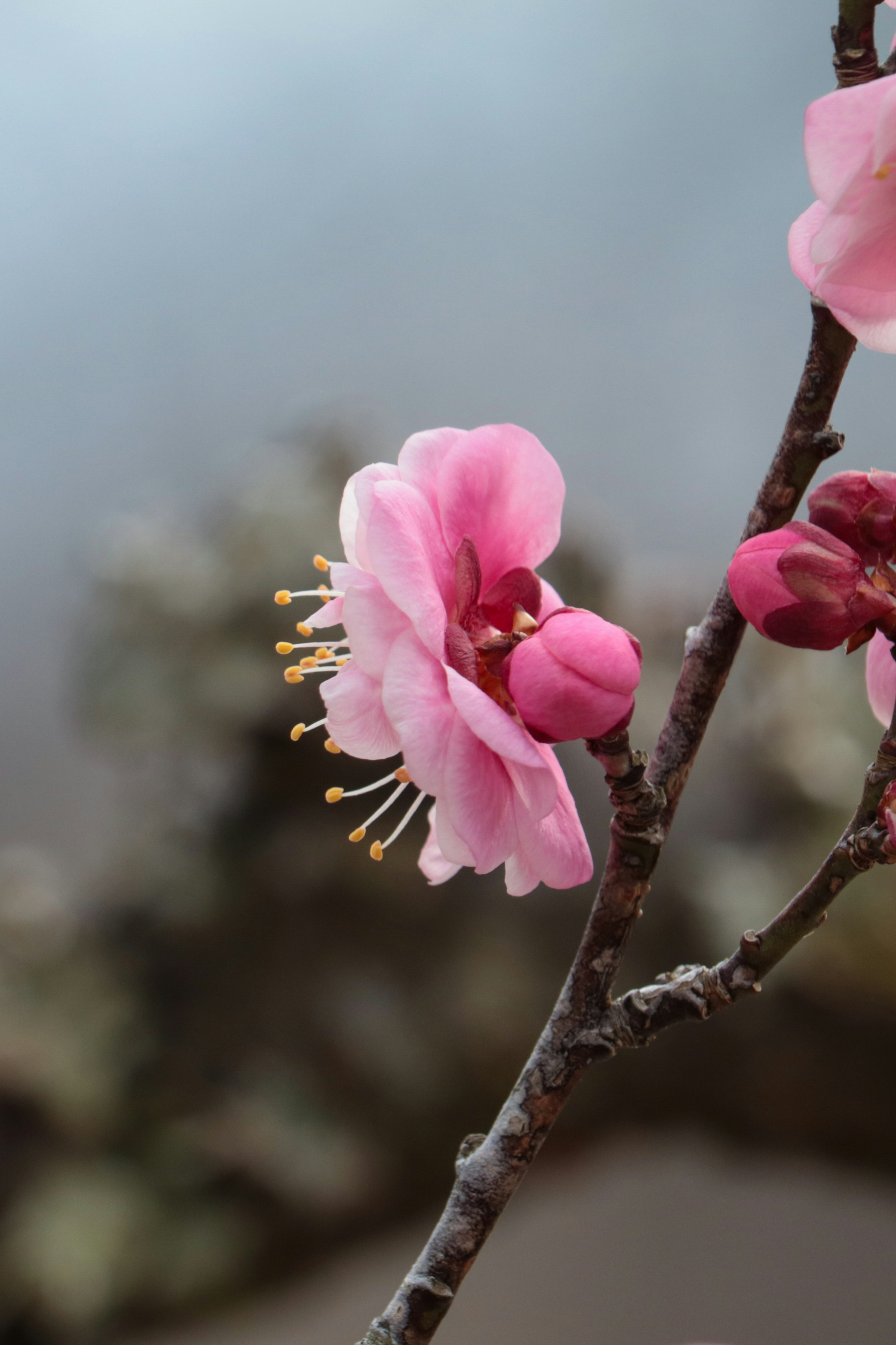 Nahaufnahme eines Zweiges mit zarten rosa Blüten und Knospen