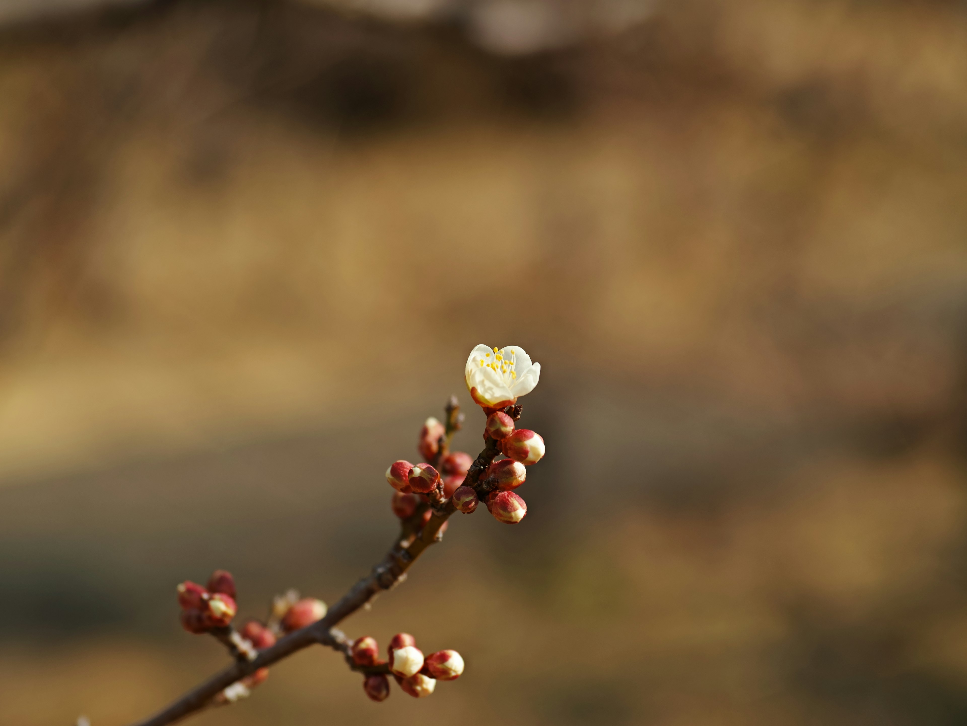 Branche de prunier avec fleur blanche et bourgeons