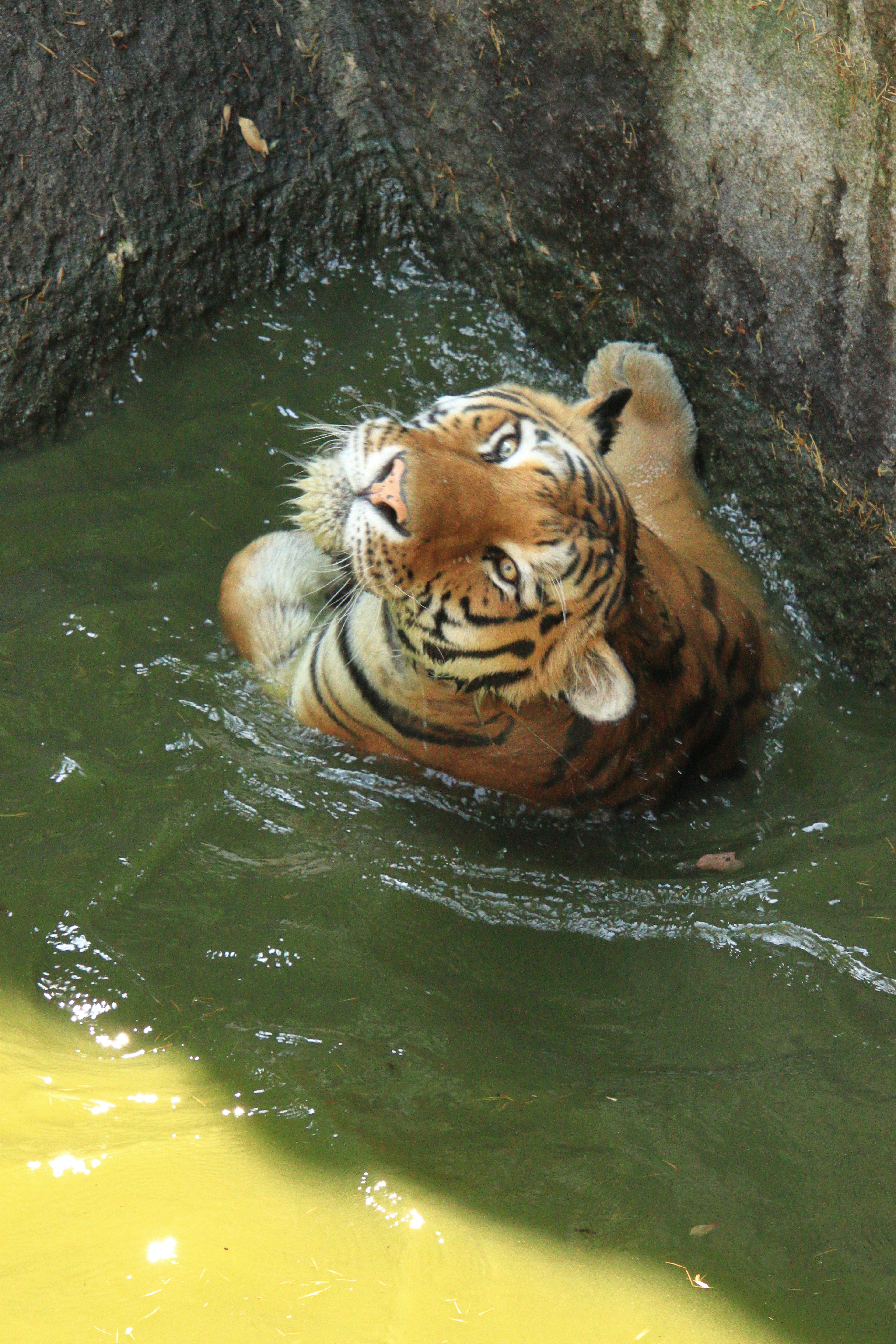 Tiger spielt im Wasser