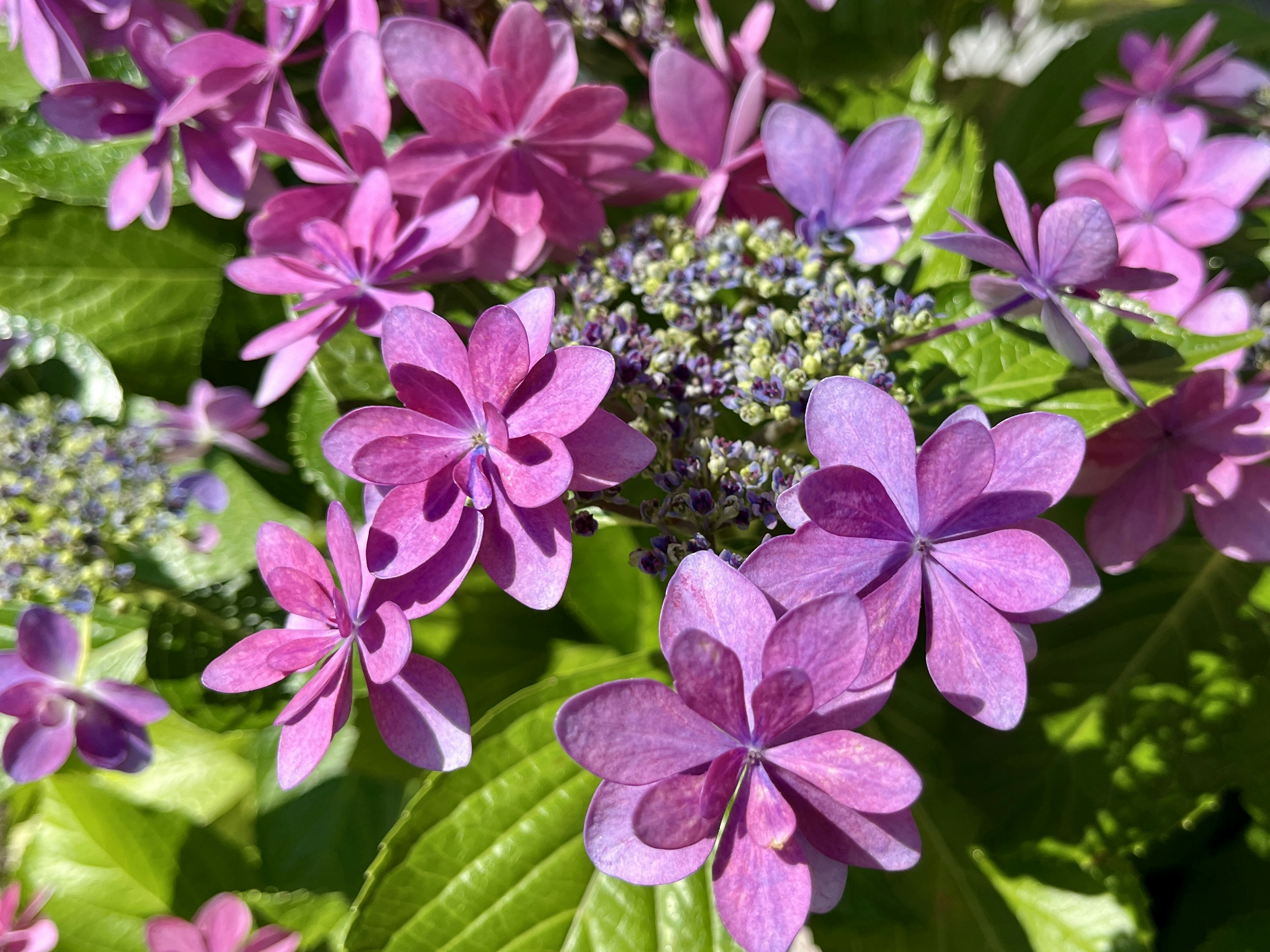 Primo piano di bellissimi fiori di ortensia viola con foglie verdi