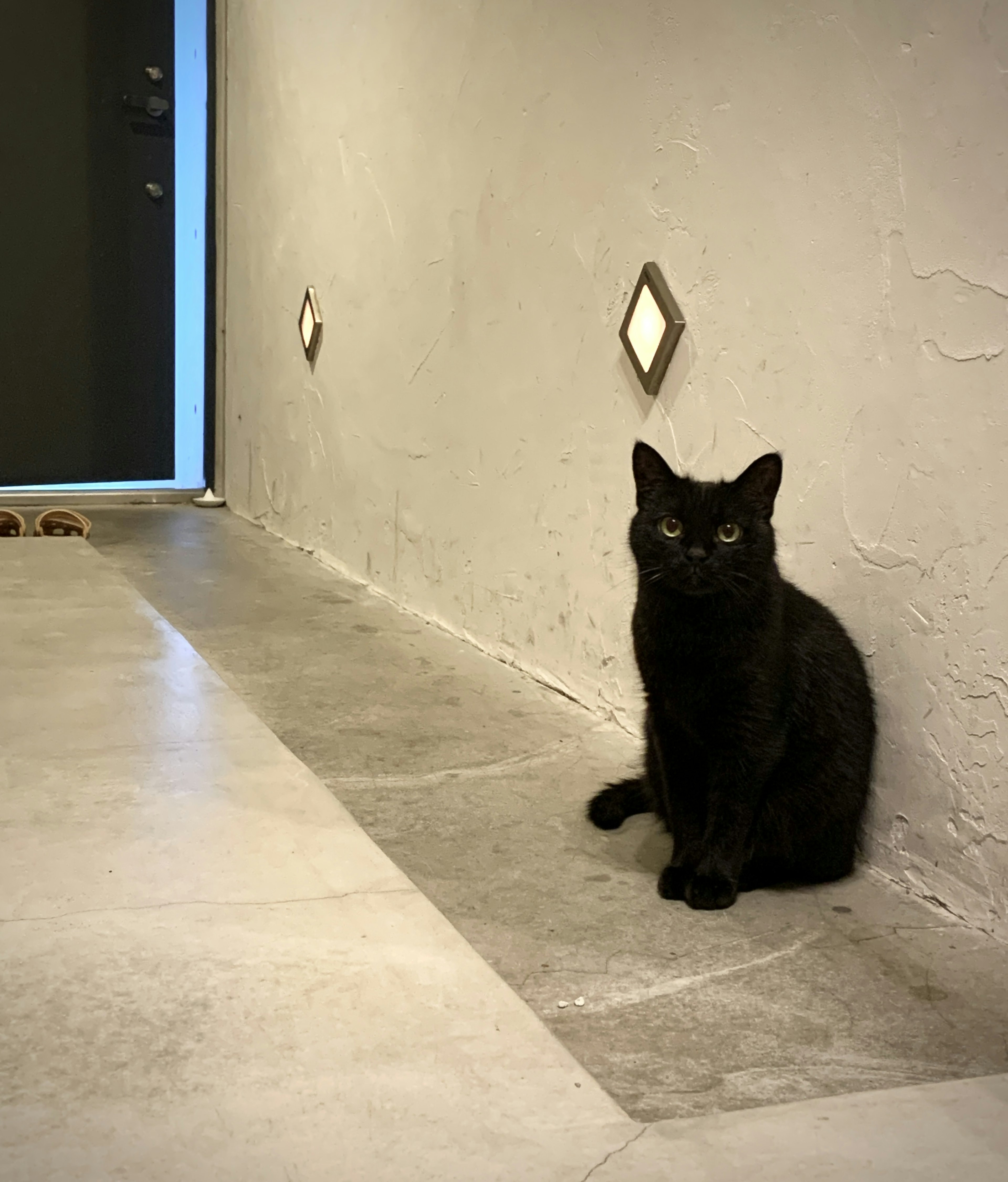 A black cat sitting against a wall in a minimalist indoor setting