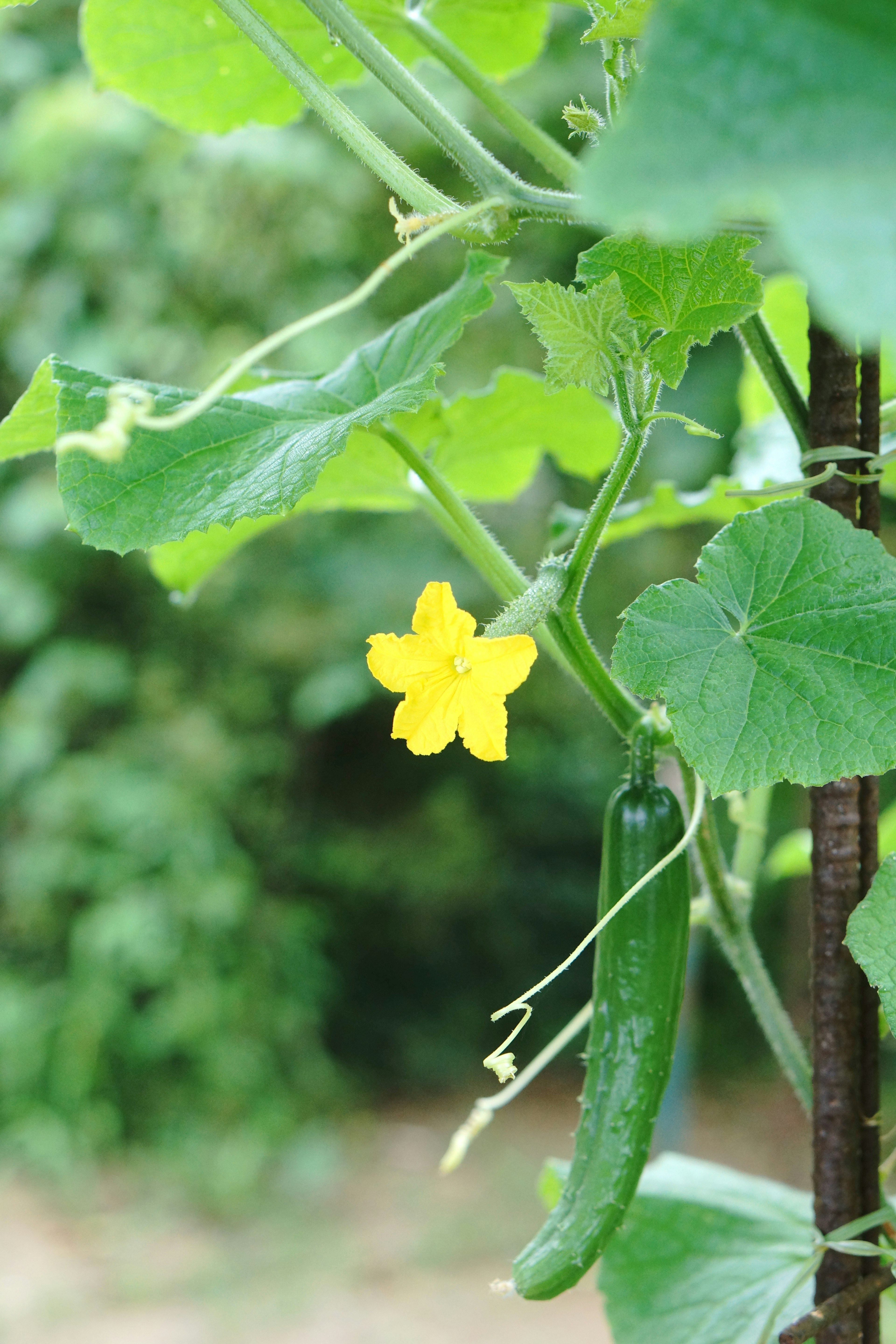 Fiore giallo e cetriolo in crescita tra foglie verdi