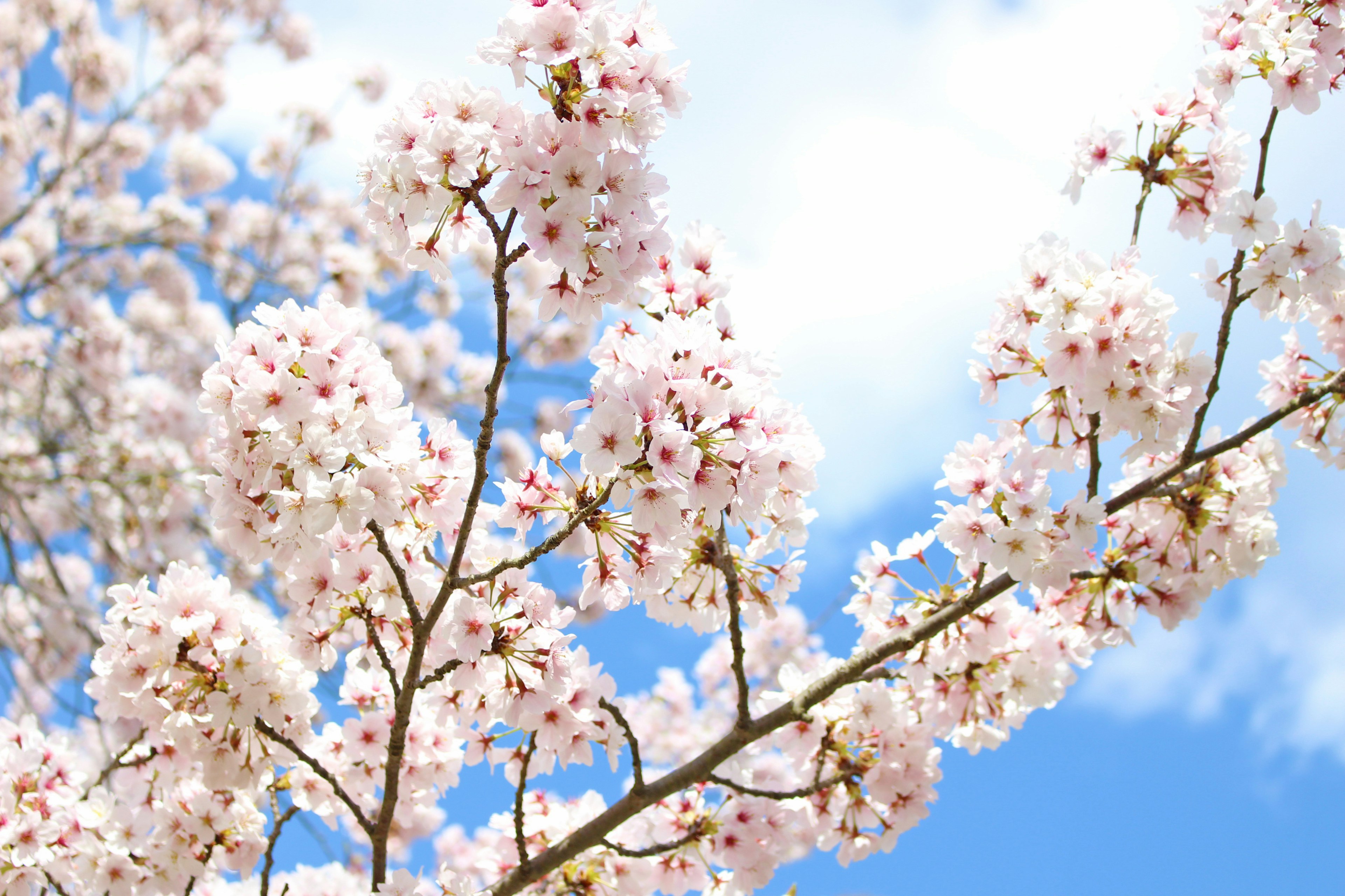 Cabang bunga sakura yang mekar di bawah langit biru