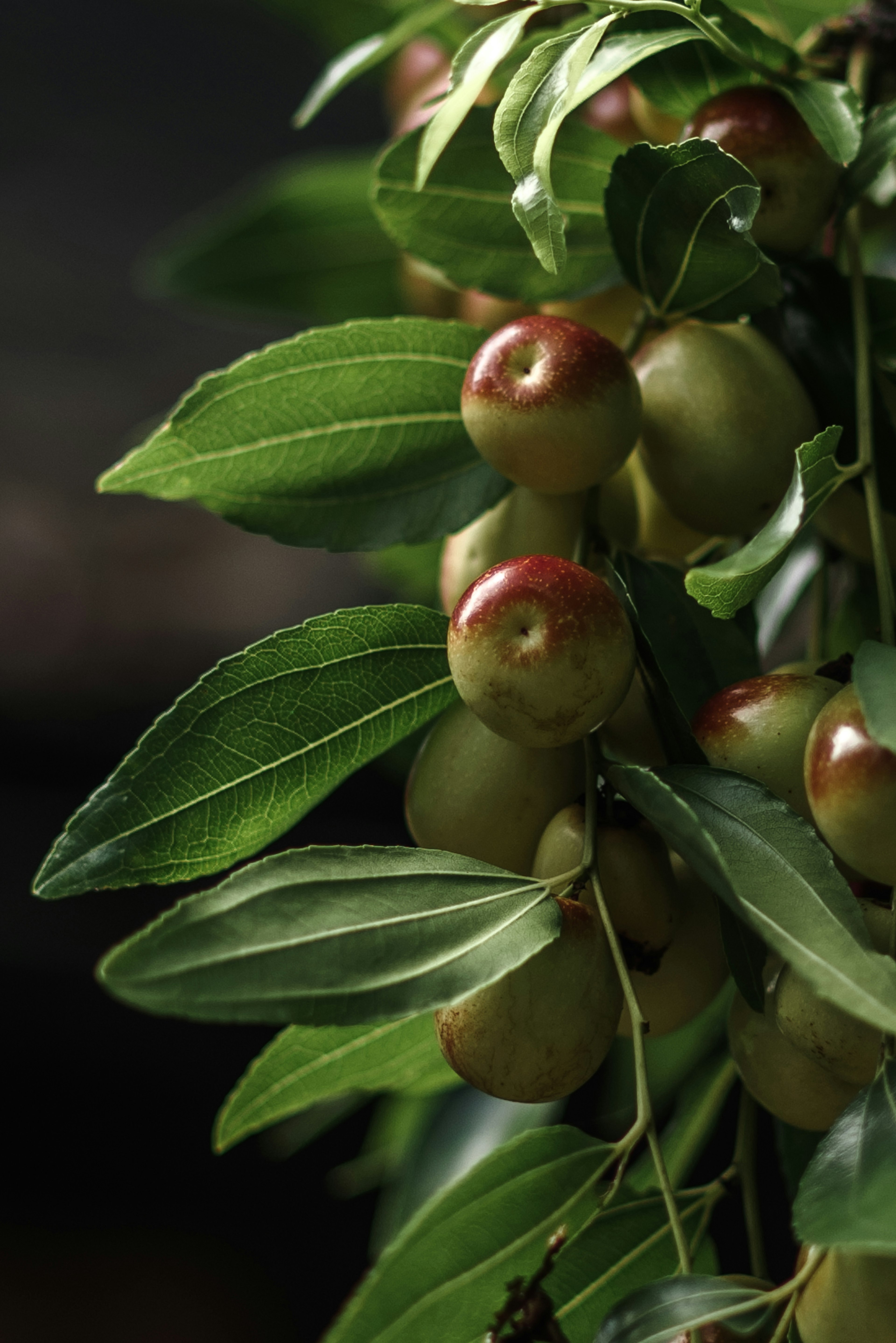 Acercamiento de una rama de olivo con hojas verdes y frutos con punta roja