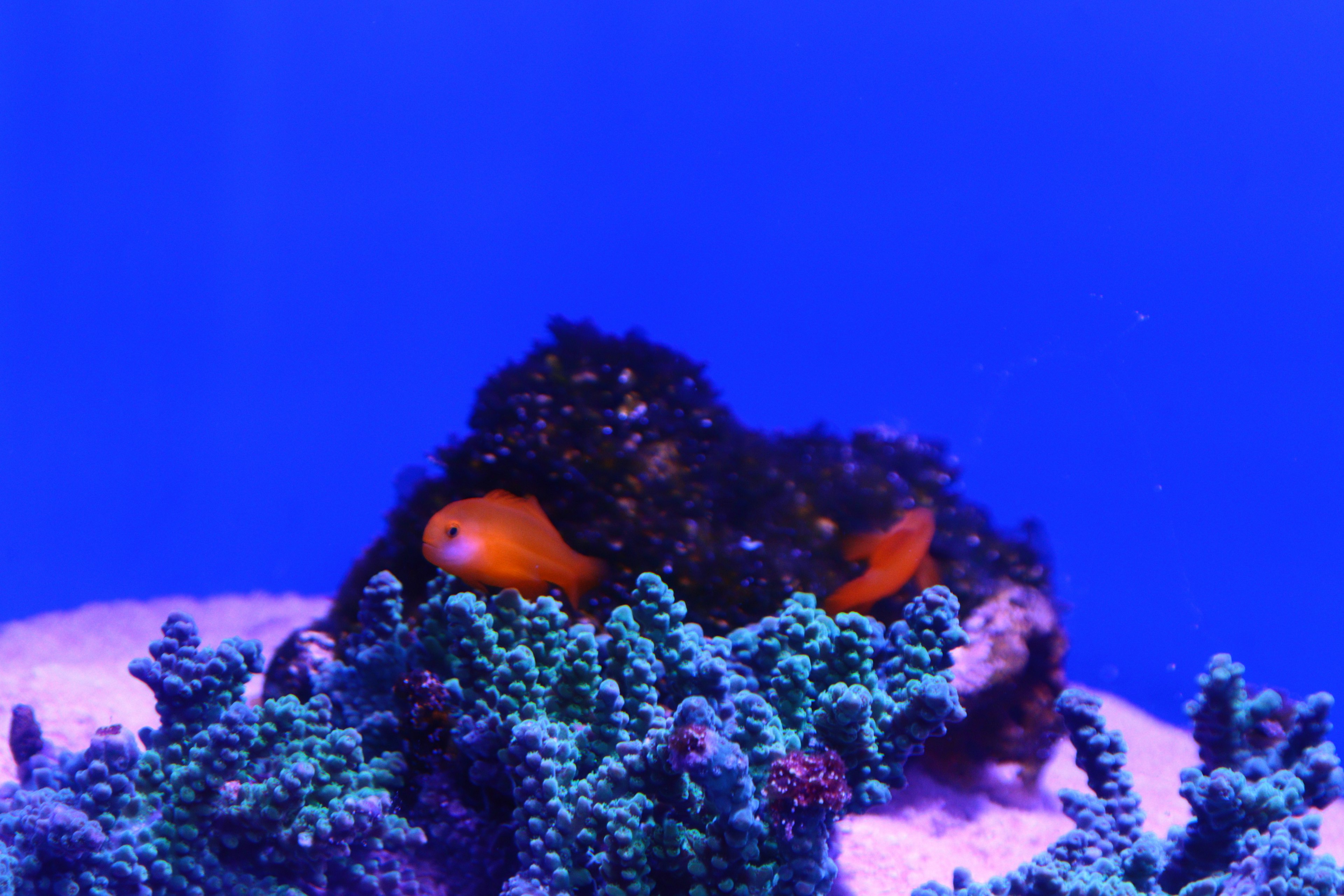 Orange fish among green coral in a blue aquarium