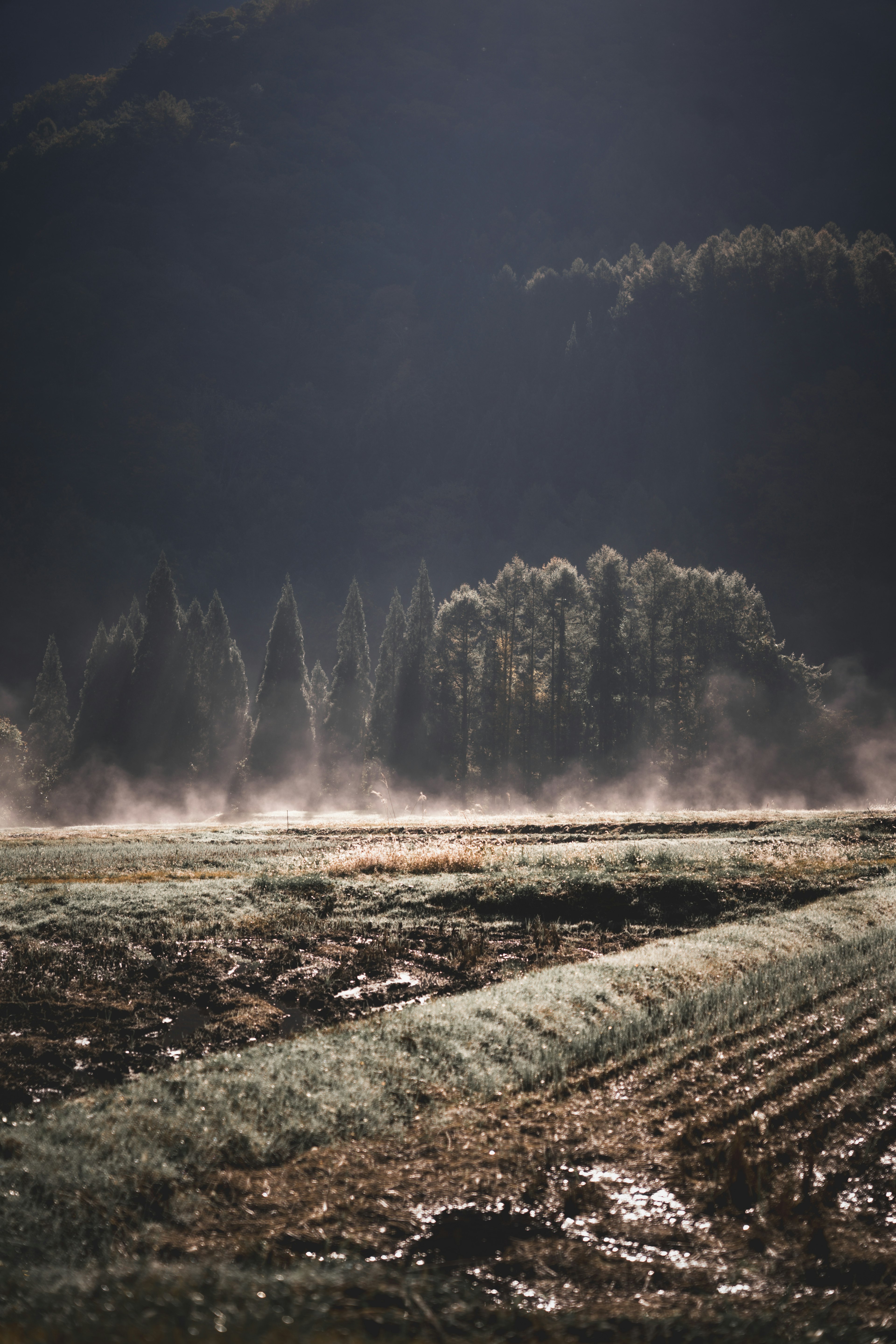 Paesaggio nebbioso con alberi verdi lussureggianti e campi