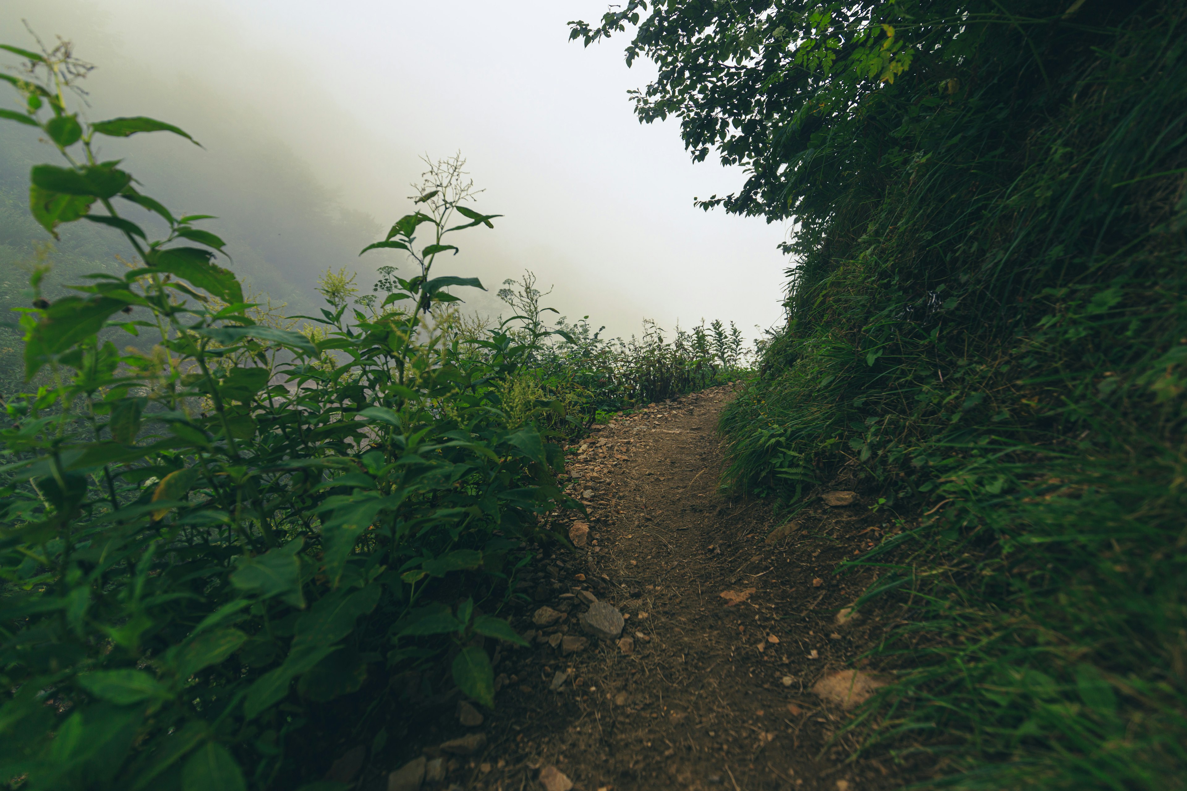 Narrow path surrounded by lush greenery and fog