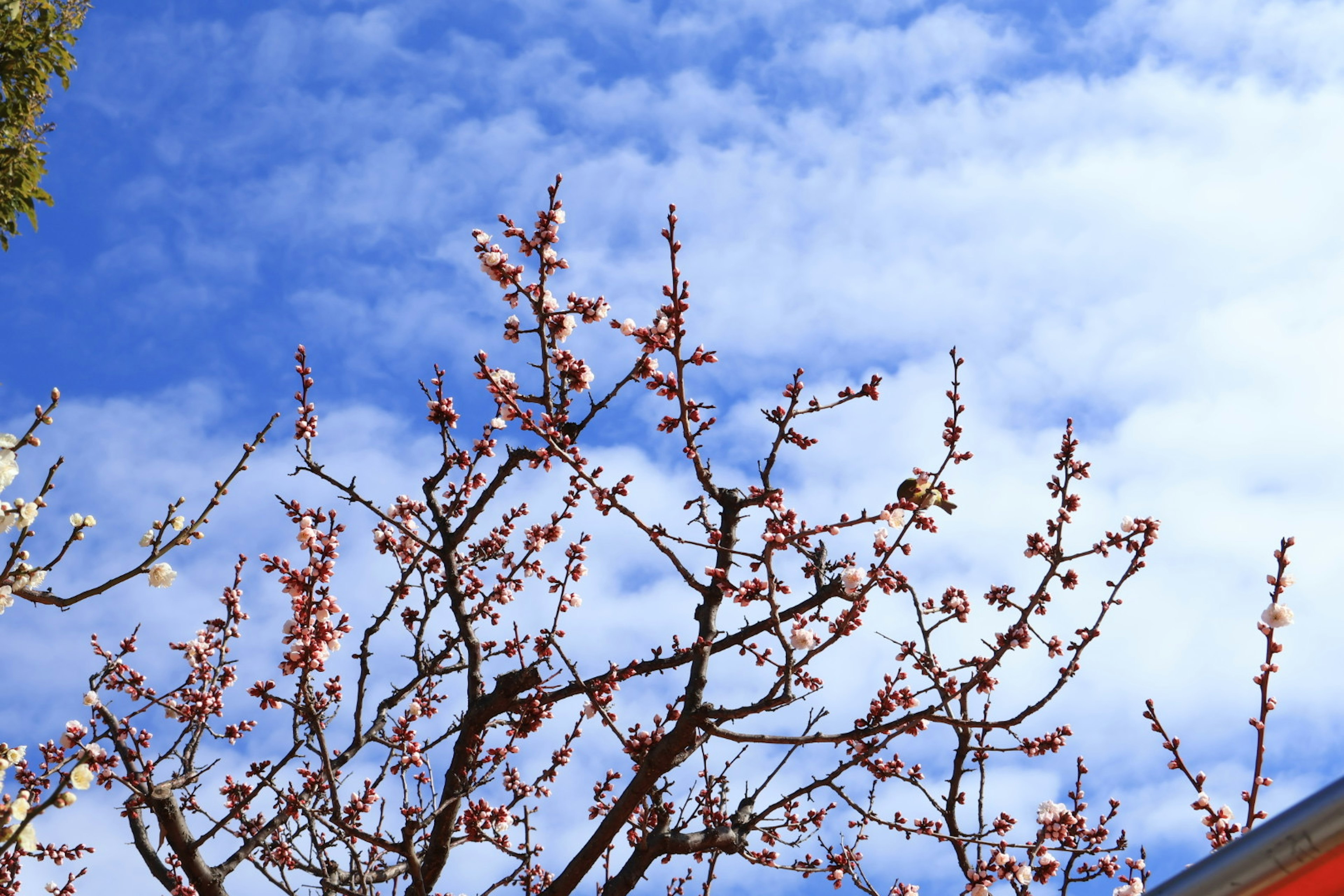 Cabang pohon sakura dengan bunga mekar di bawah langit biru