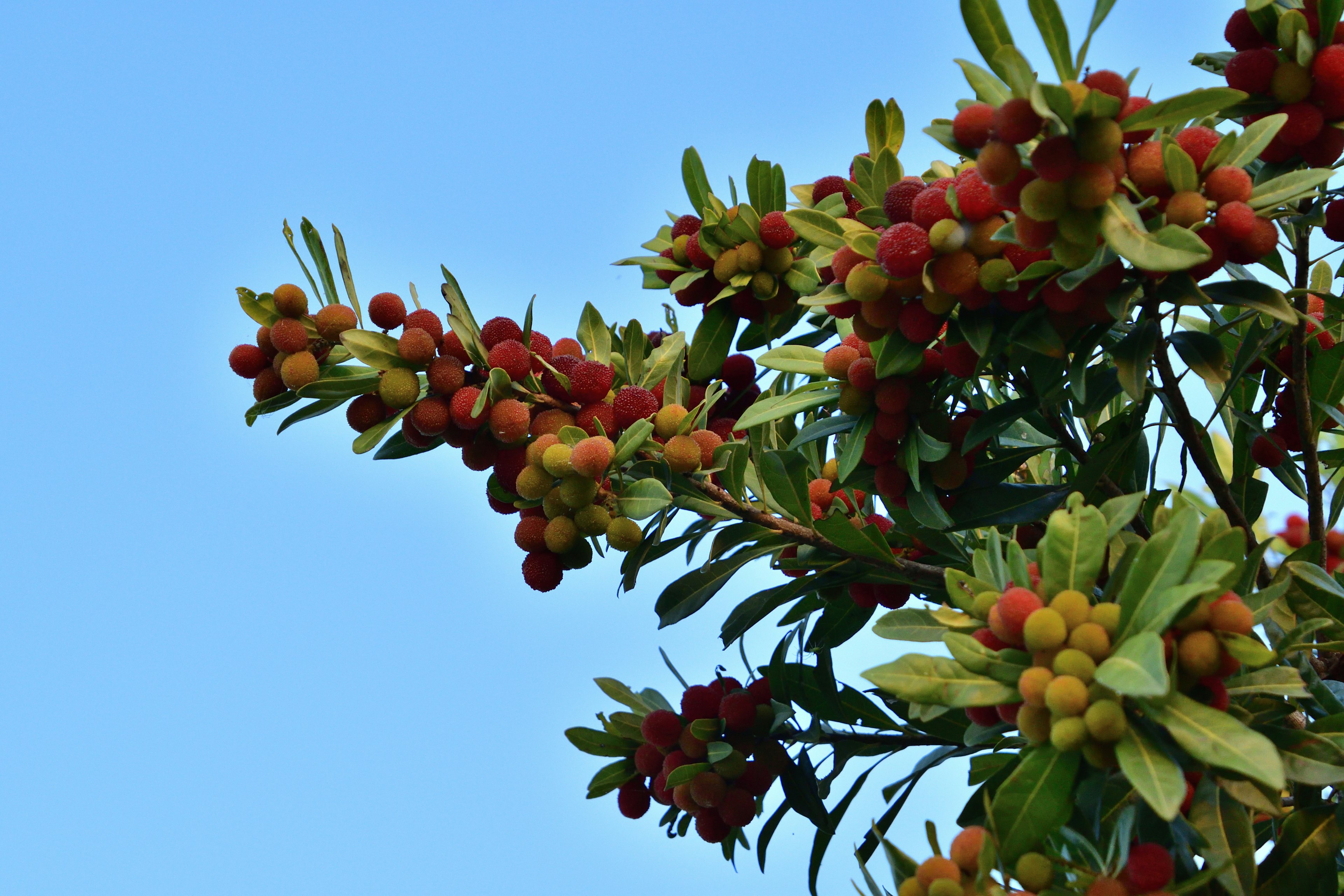 Ein Ast eines Baumes mit bunten Früchten unter einem blauen Himmel