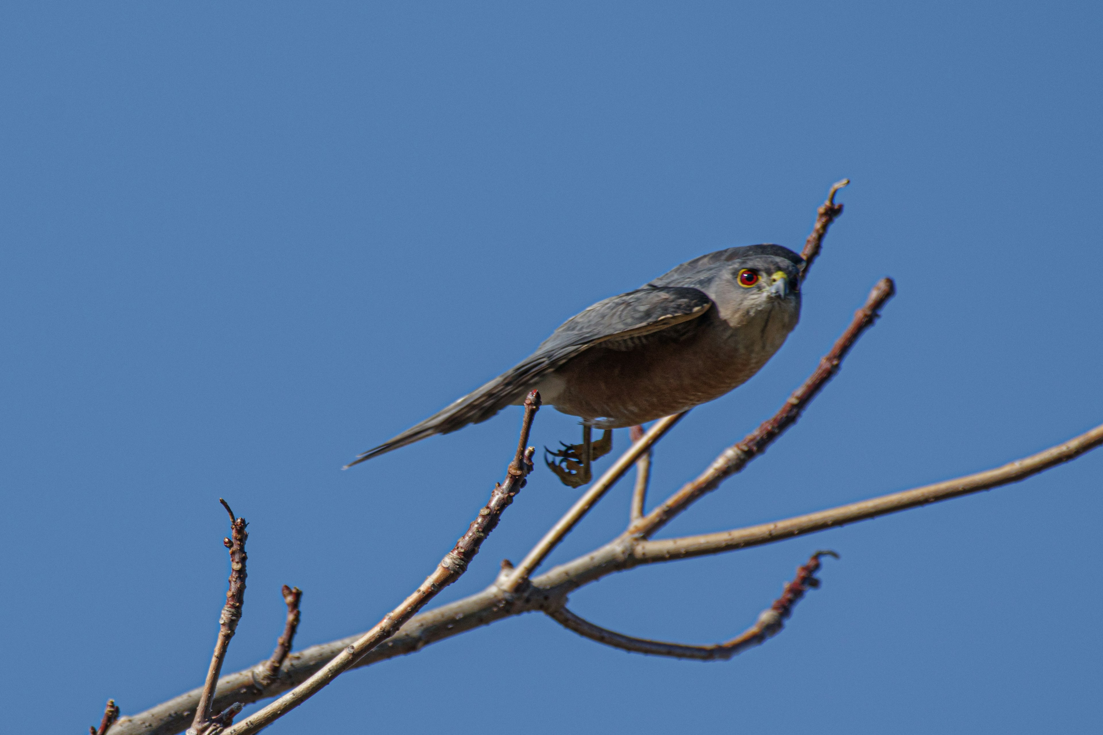 Ein kleiner Vogel sitzt auf einem Zweig vor einem blauen Himmel