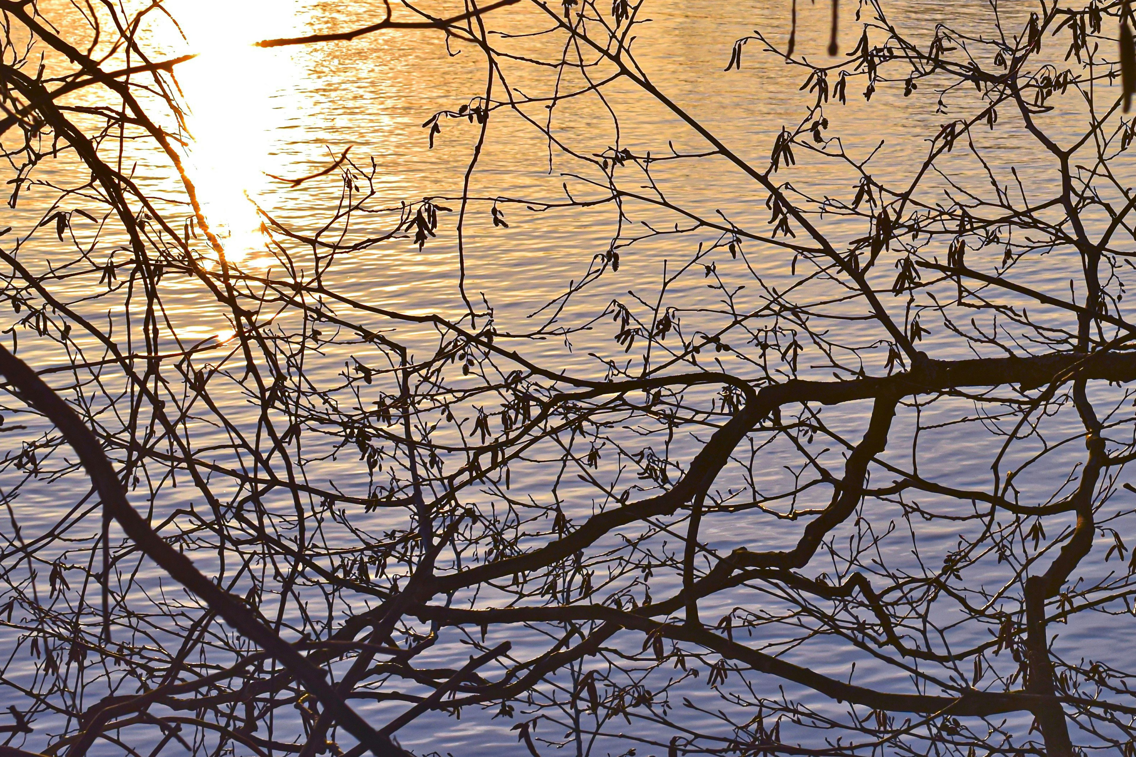 Silhouette di rami contro un tramonto che si riflette sull'acqua