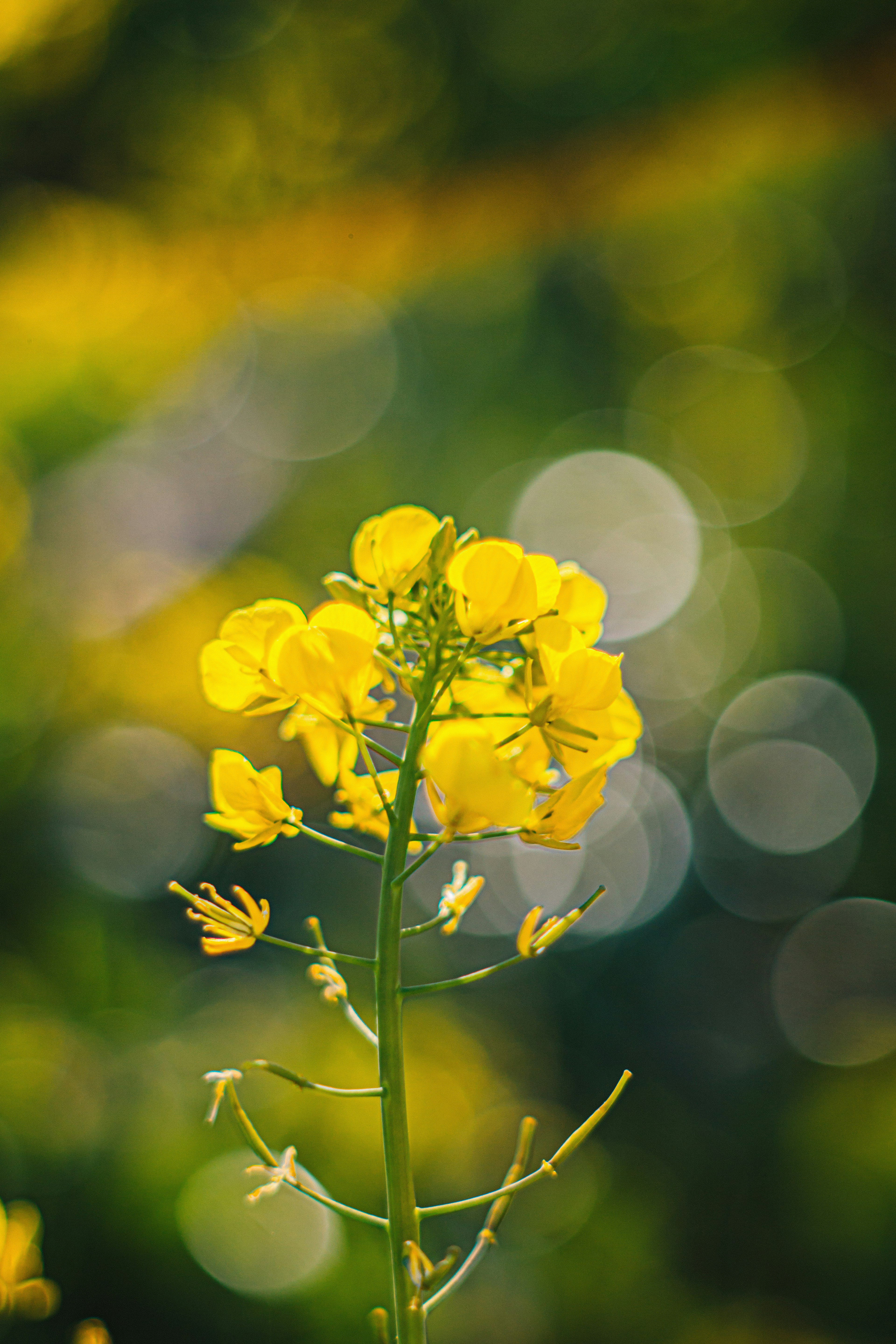 Fiore giallo vivace in piedi su uno sfondo sfocato