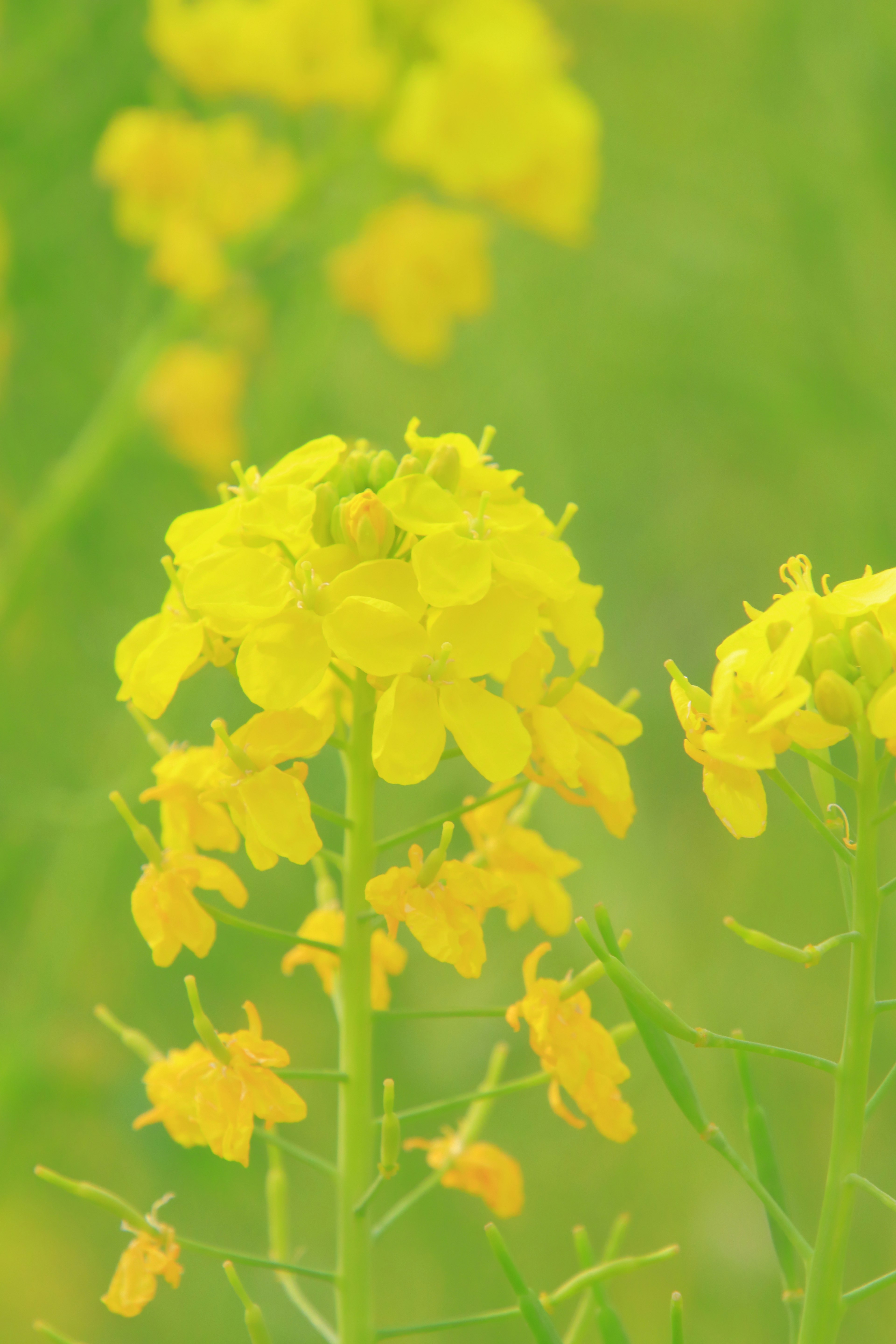 鮮やかな黄色の菜の花が咲いている風景