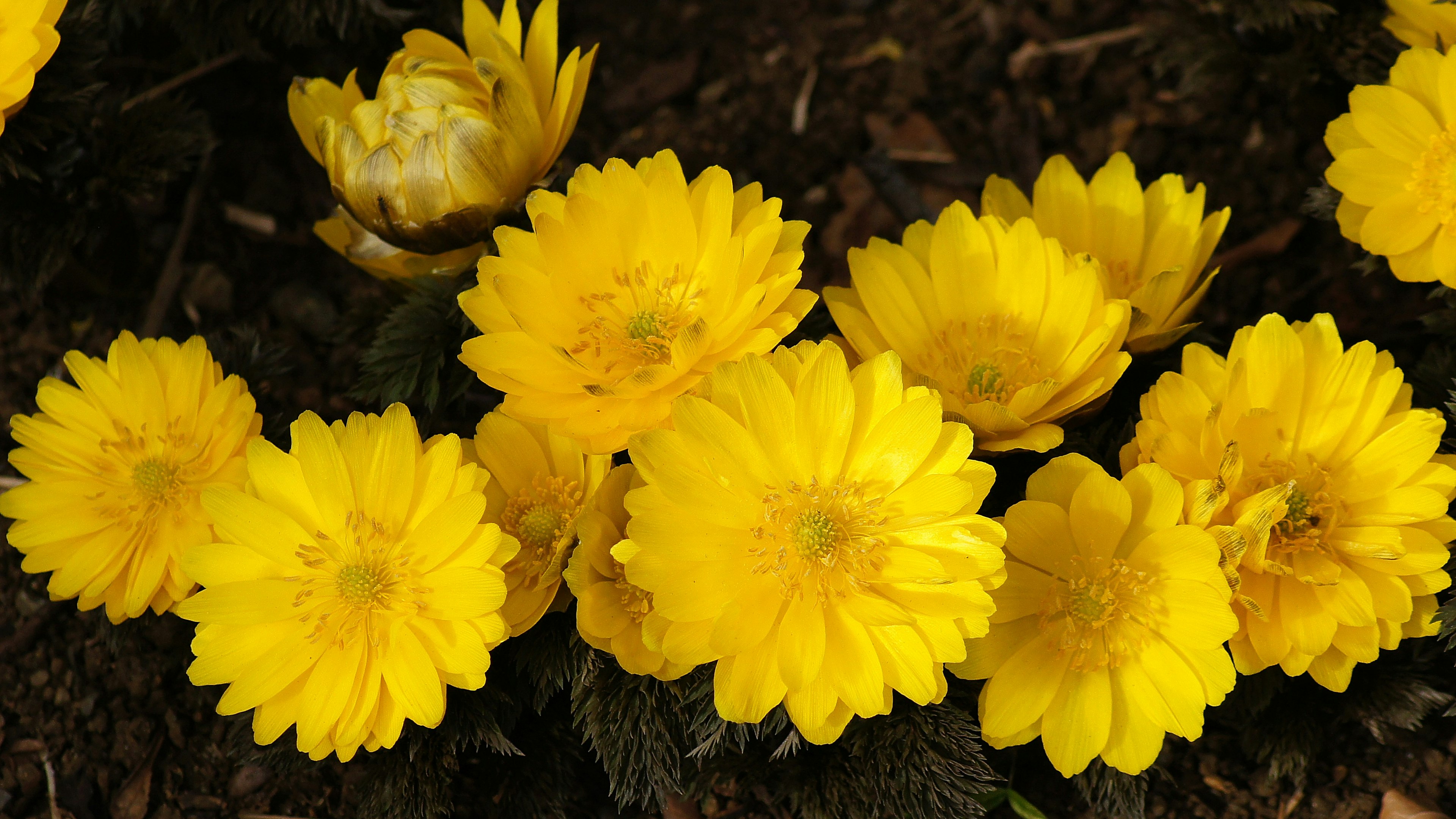 Lebendige gelbe Blumen blühen in einem Garten