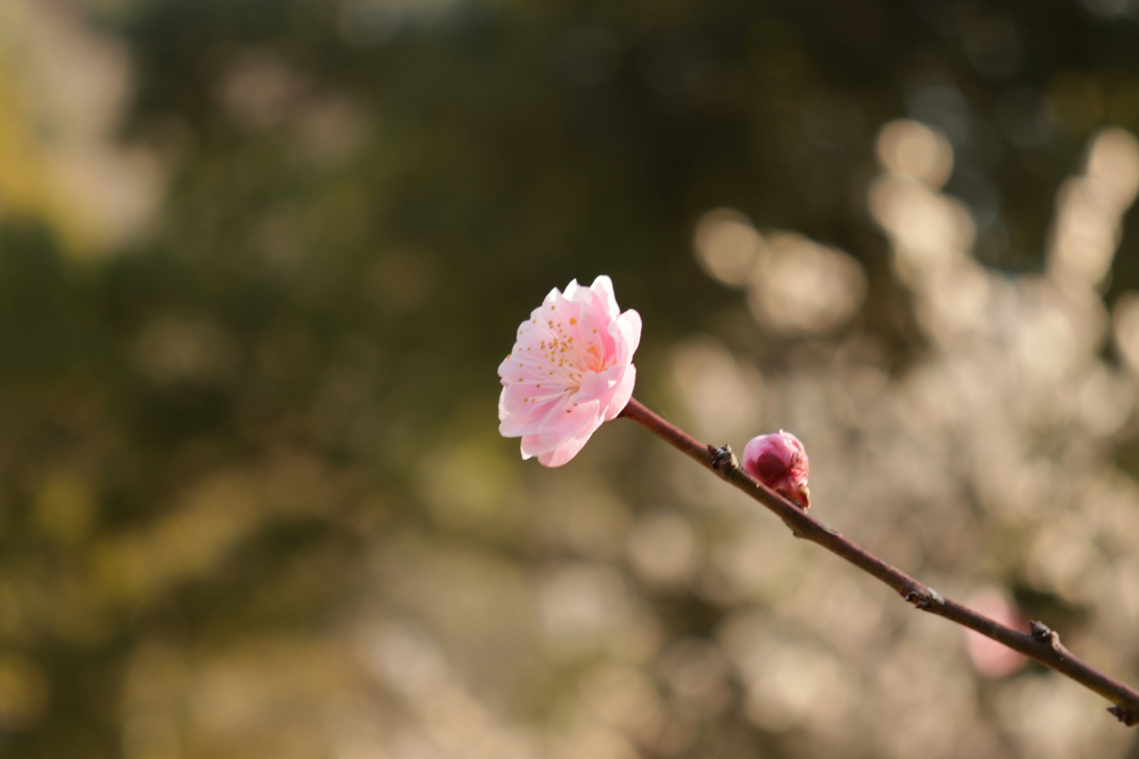 Ein Ast mit einer blassrosa Blüte und einer Knospe hebt sich vor einem verschwommenen Hintergrund ab