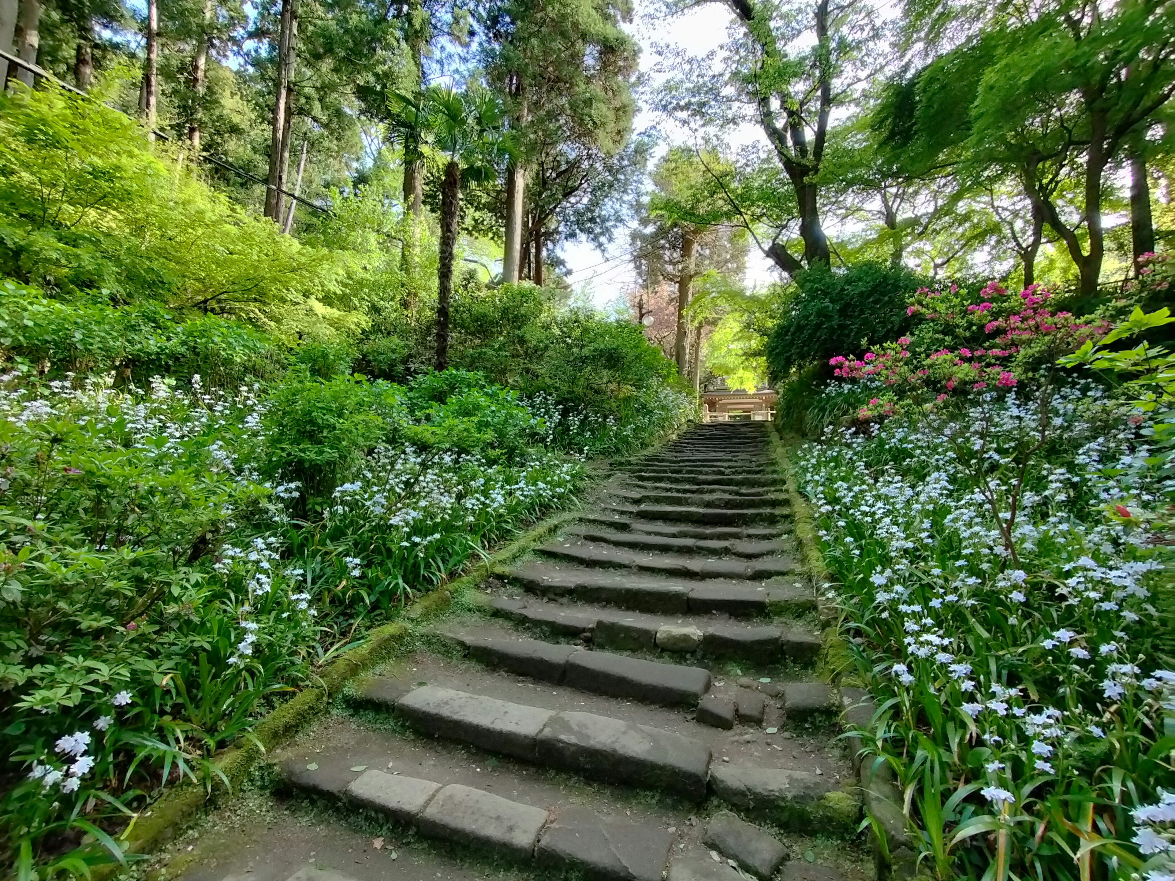 Escaleras de piedra que conducen a un jardín frondoso con flores en flor y vegetación